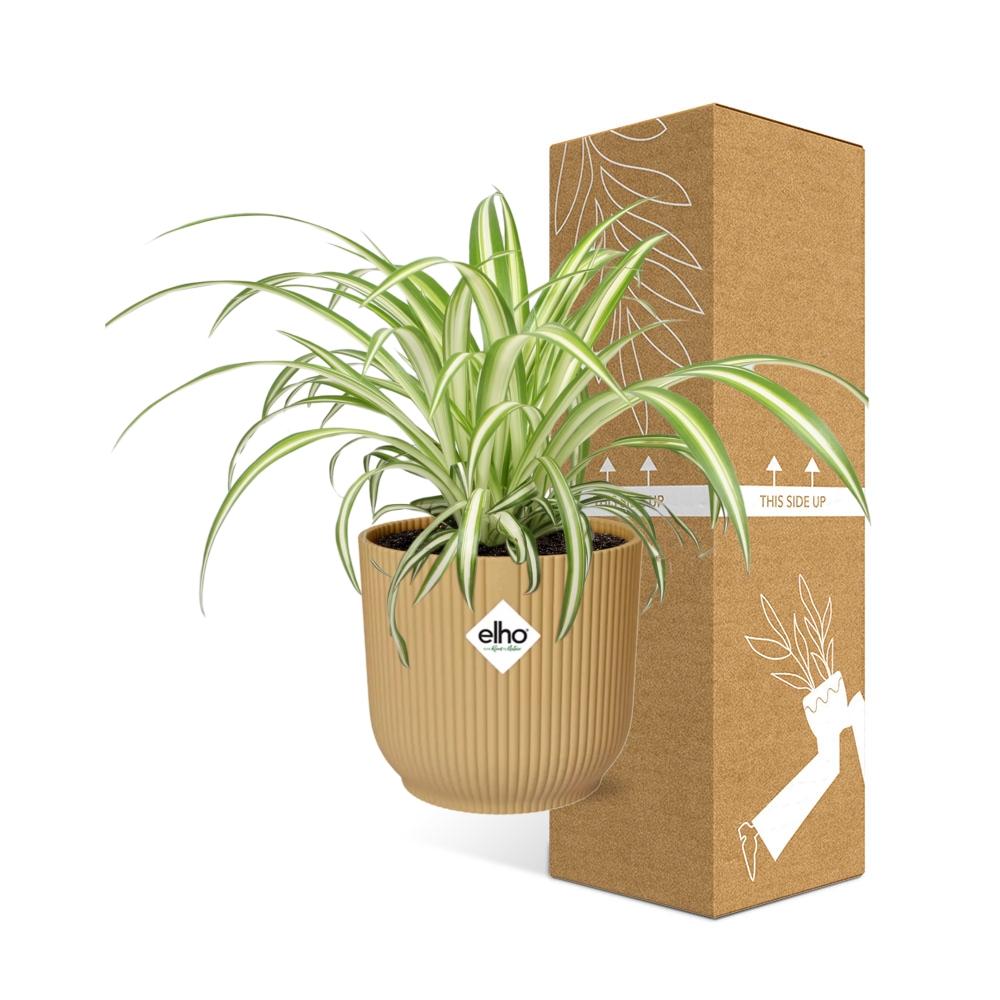 Chlorophytum Comosum Variegatum in ELHO Vibes Fold 14cm gelb