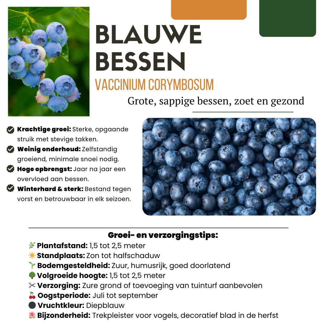 6 x Heidelbeerpflanzen BIO - Ø 13 cm - ↨ 20 cm