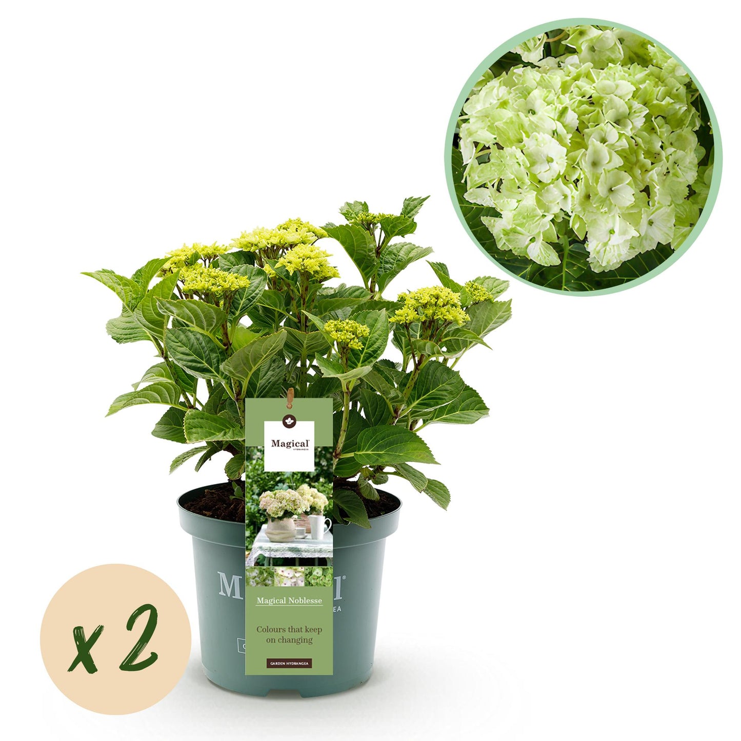 Green boutiQ – Terrassenpflanze – Hortensie – Hydrangea Magical Nobless – Weiß – 6-10 Blüten – 2 Pflanzen – Topf 23 cm, Höhe 55 cm