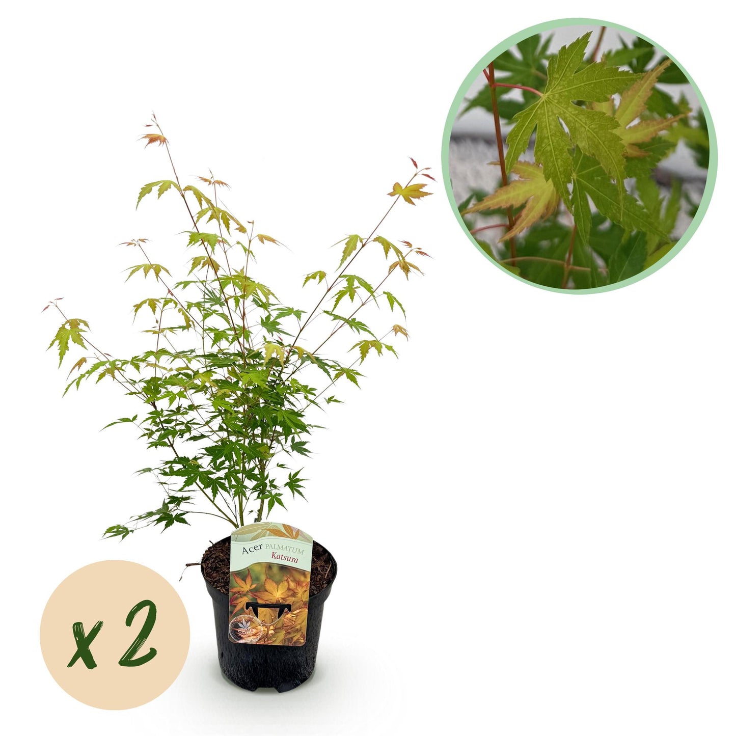 Green boutiQ – Terrassenpflanze – Japanischer Ahorn – Acer palmatum Katsura – Orange – 2 Pflanzen – Laubabwerfend – Topf 19 cm, Höhe 70 cm