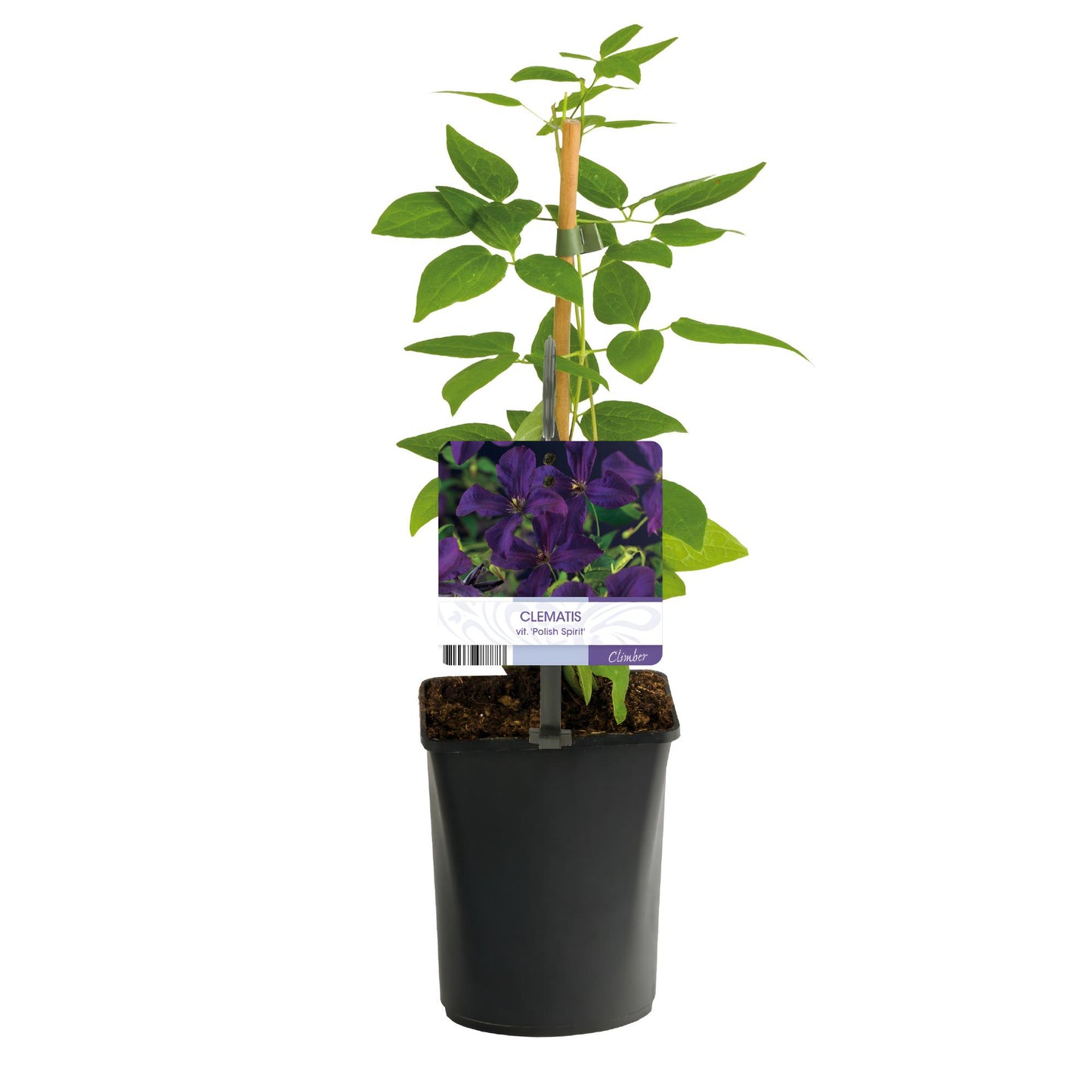Green boutiQ – Kletterpflanze – Clematis vit. Polish Spirit – Rosa Blüte – Pflegeleicht – 2 Pflanzen – Topf 11 cm, Höhe 40 cm
