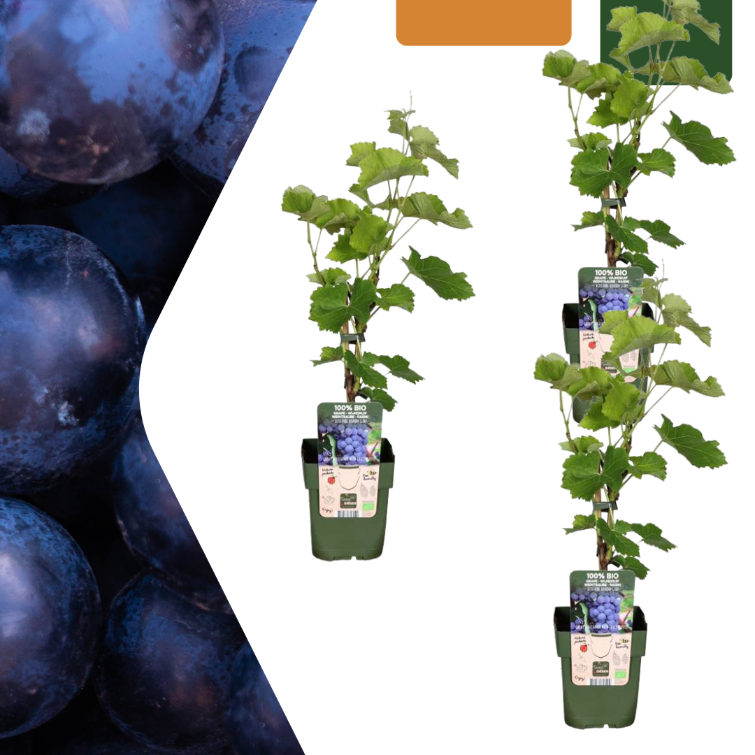 3 x Bio-Weinpflanzen - Ø 13 cm - ↨ 20 cm