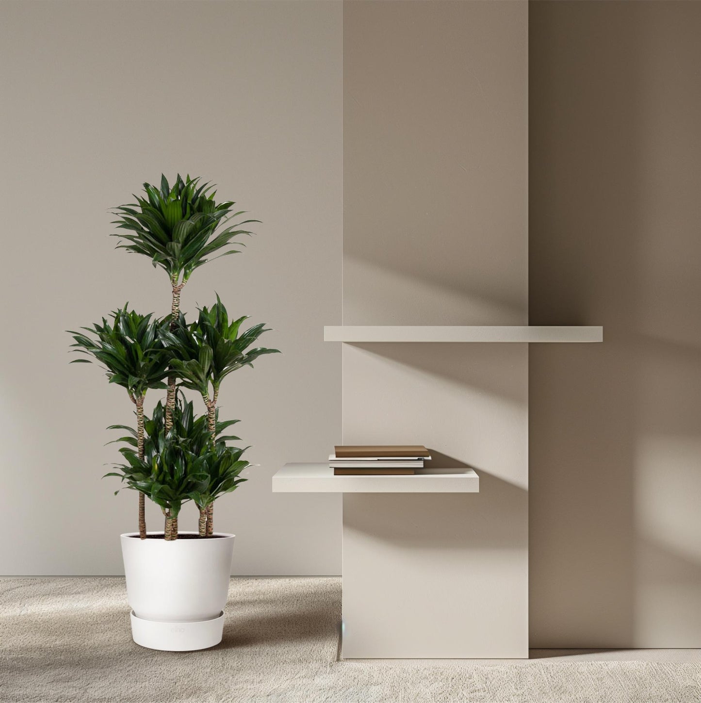 Dracaena Compacta Karussell – 130 cm – ø31