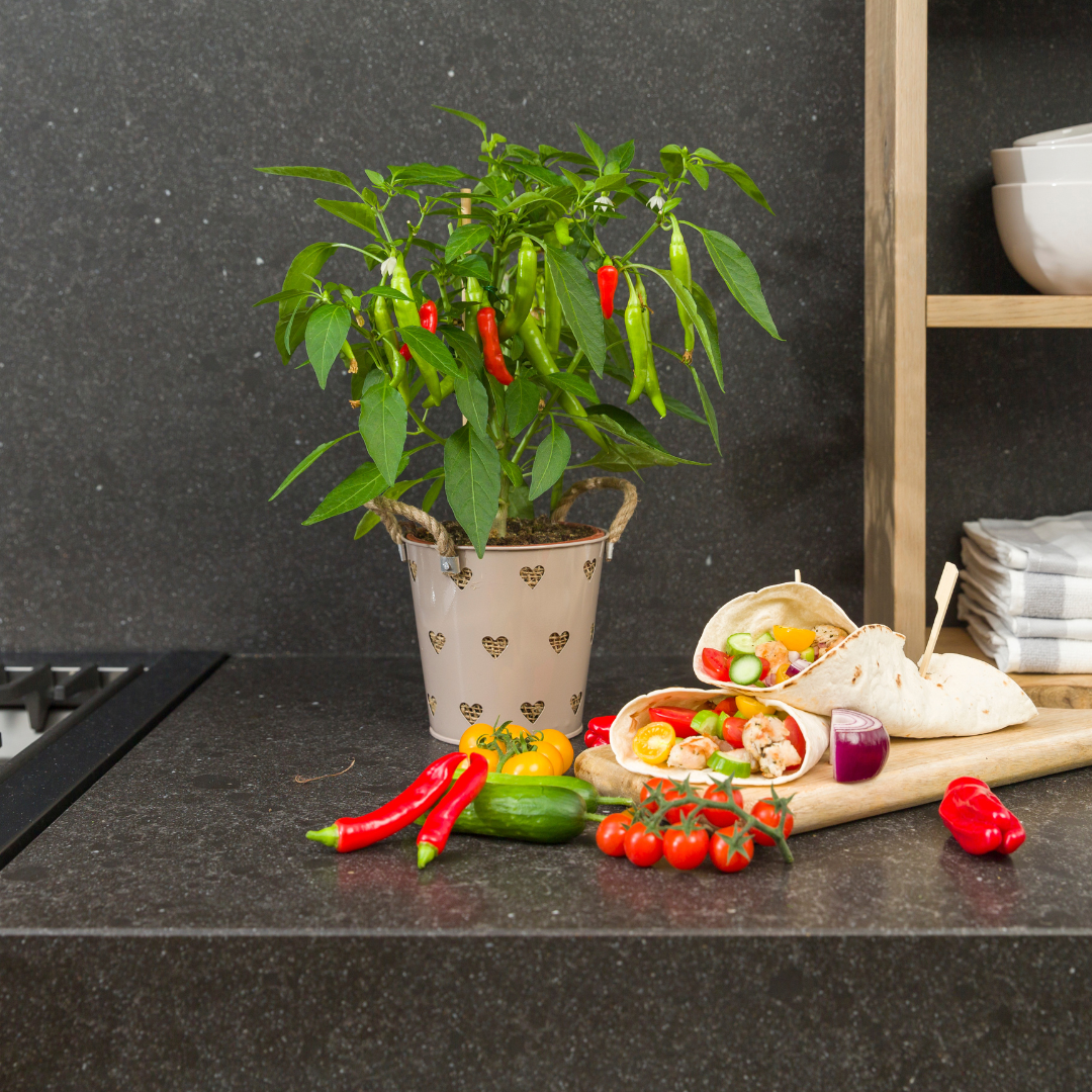 Plukgroente - Rode hete peper plant - Ø 14 cm - ↨ 45 cm