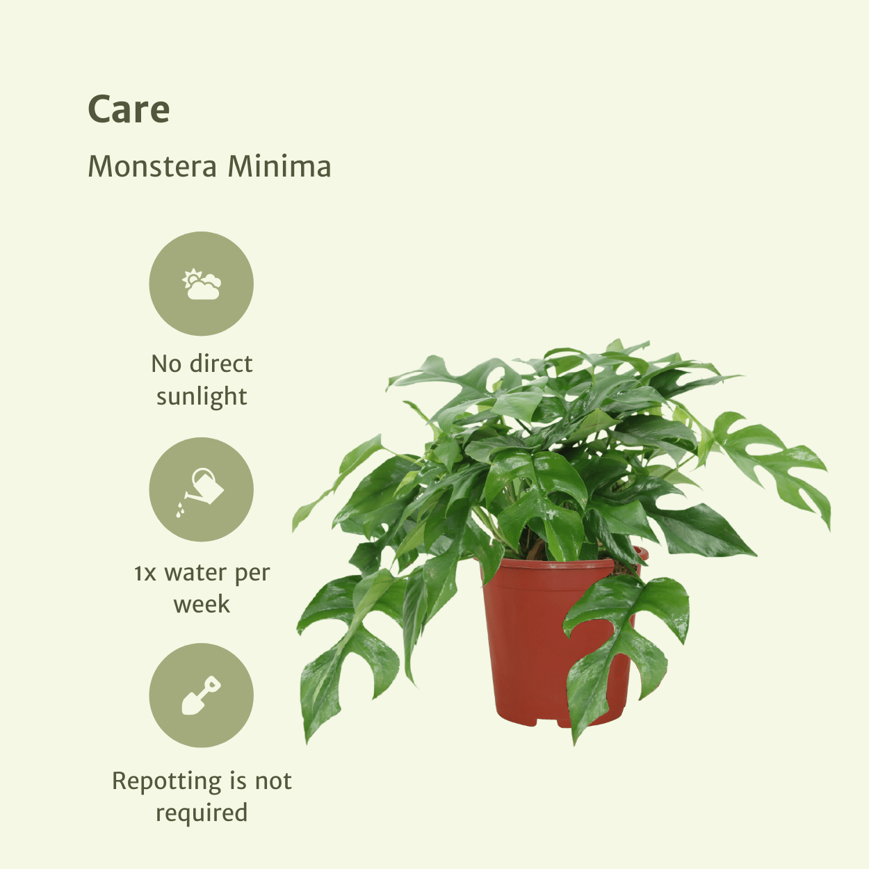 Monstera Minima - (Schweizer Fensterblatt) - 2 Stück - Ø15cm - ↕30cm