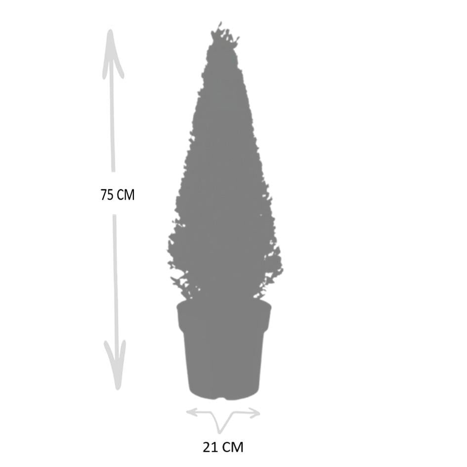 1x Ilex-Pyramide 55 cm hoch | Ø 21 cm