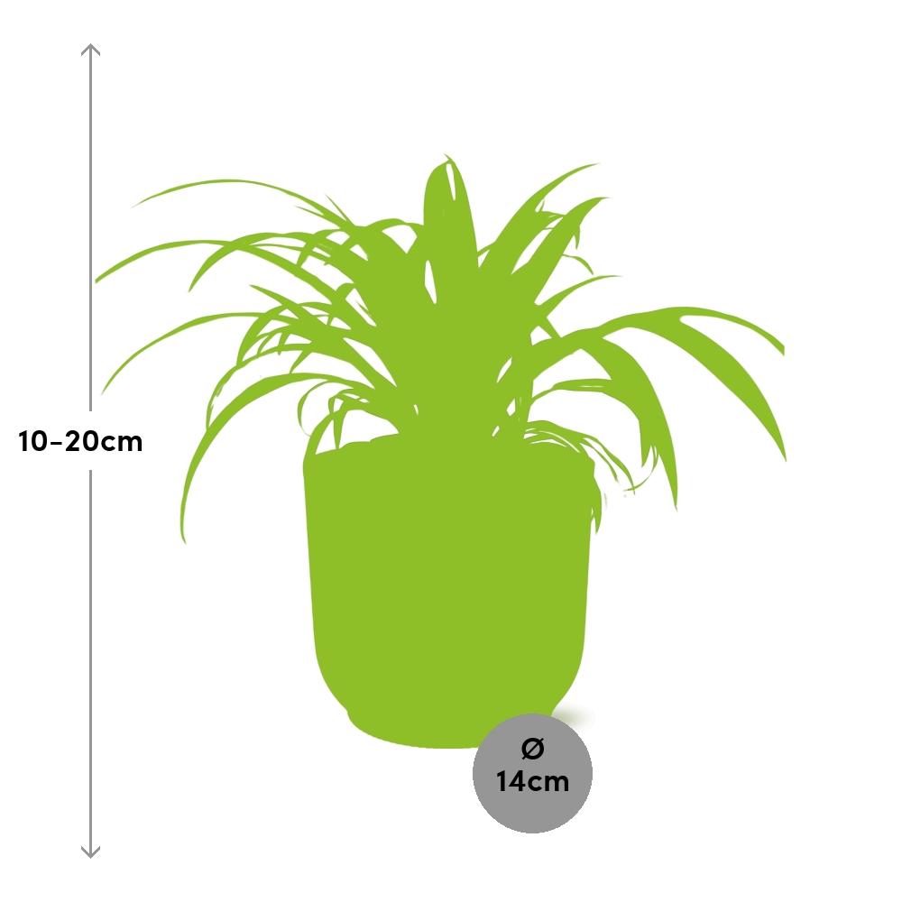 Chlorophytum Comosum Variegatum in ELHO Vibes Fold 14cm rosa