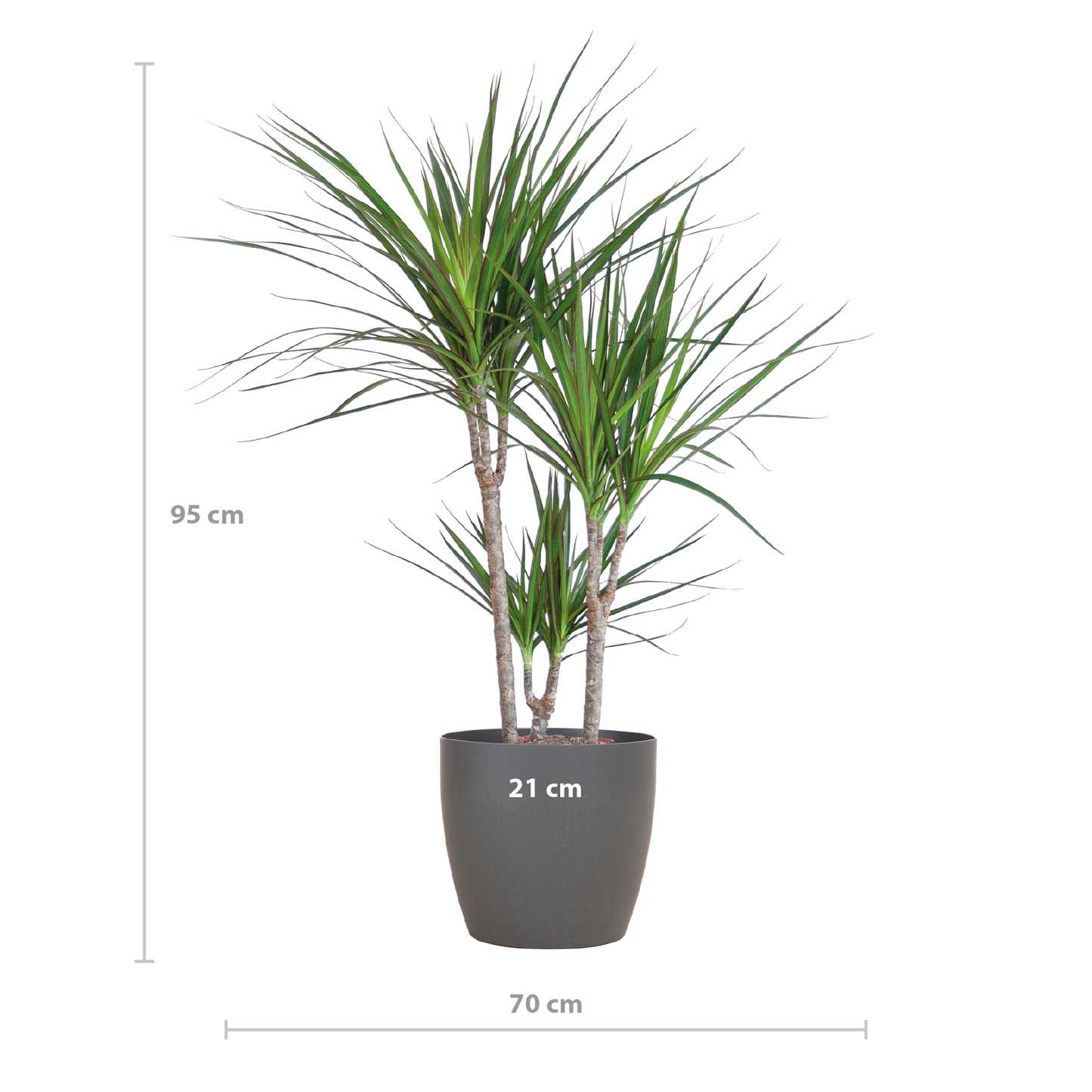 Dracaena Marginata mit Viber-Topf grau - 95cm - Ø21