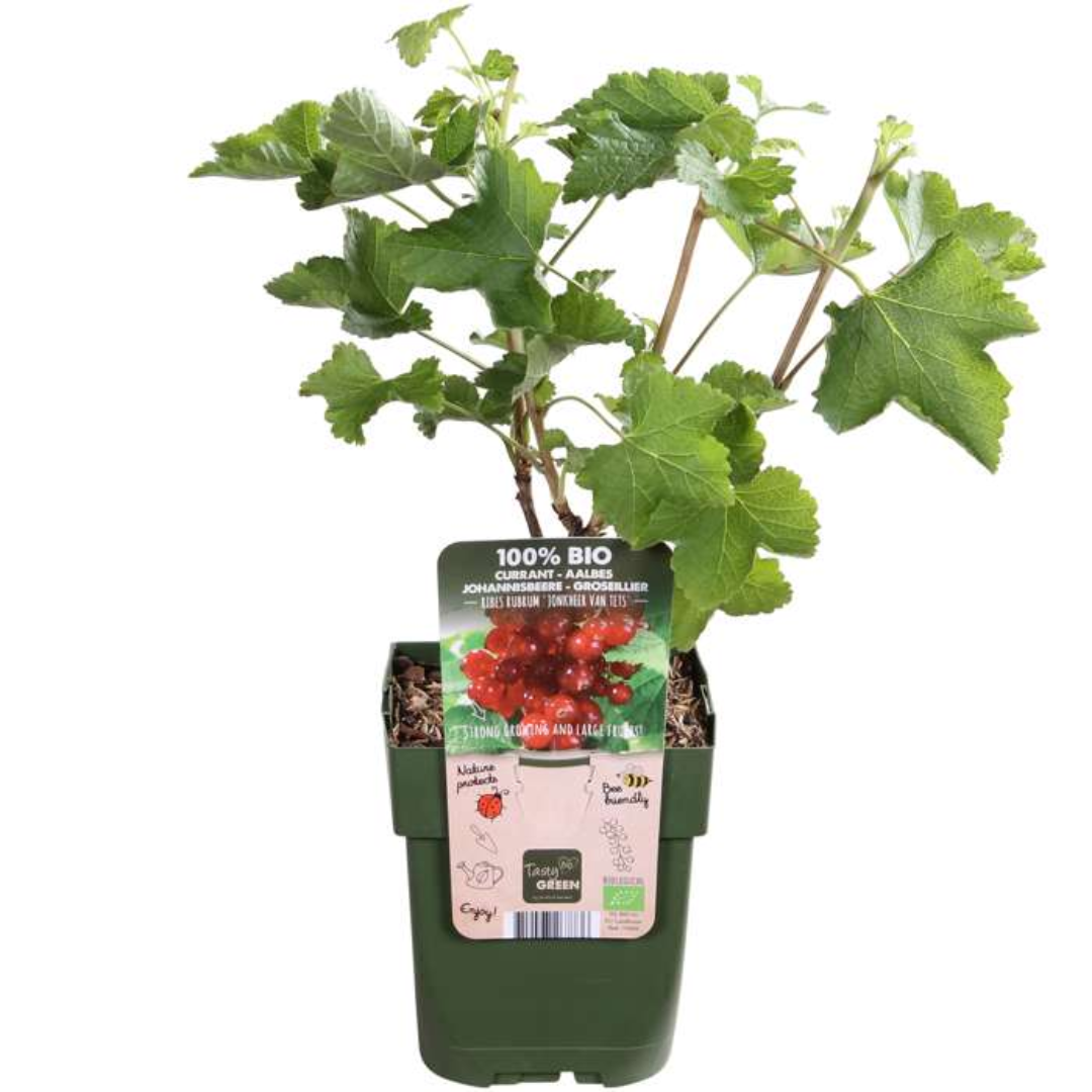 6 x Bio Stachelbeerpflanzen - Ø 13 cm - ↨ 20 cm