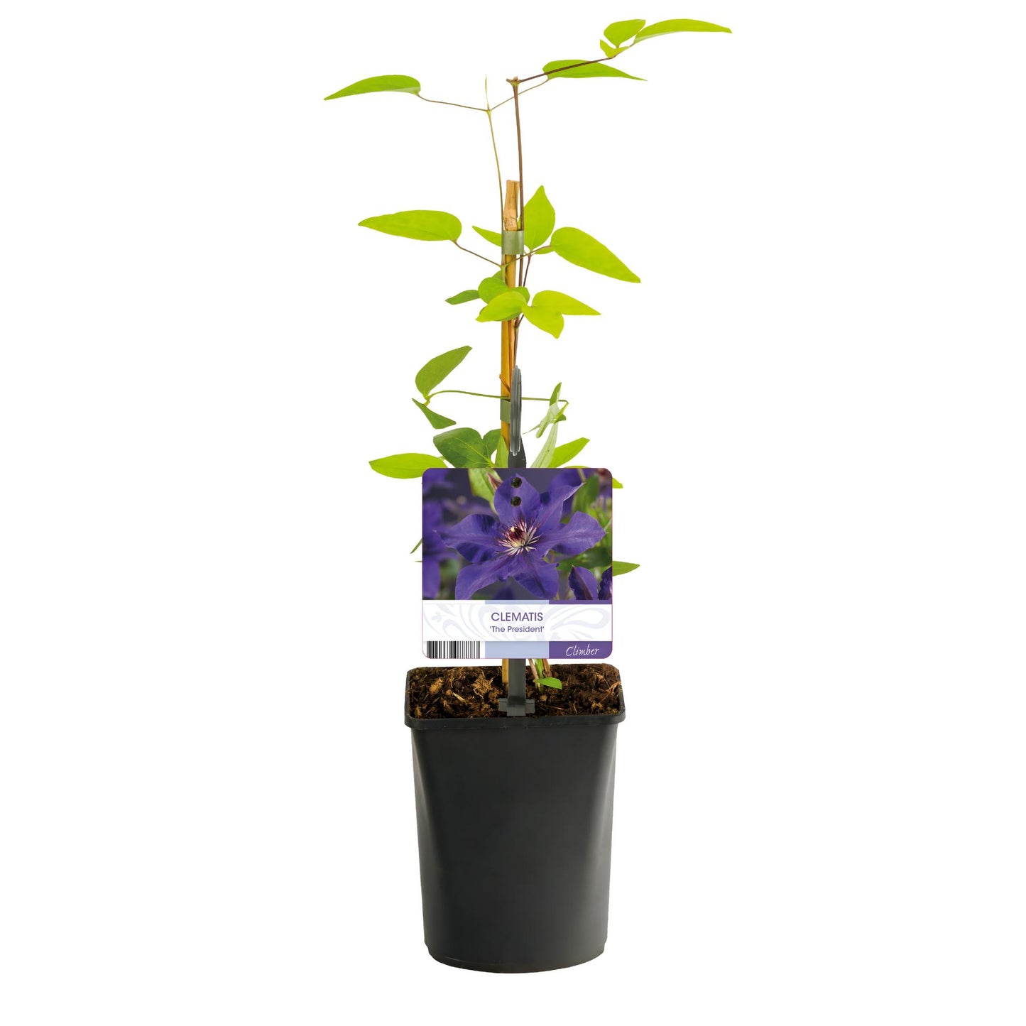 Green boutiQ – Kletterpflanze – Clematis The President – Blüte rosa – pflegeleicht – 2 Pflanzen – Topf 11 cm, Höhe 40 cm