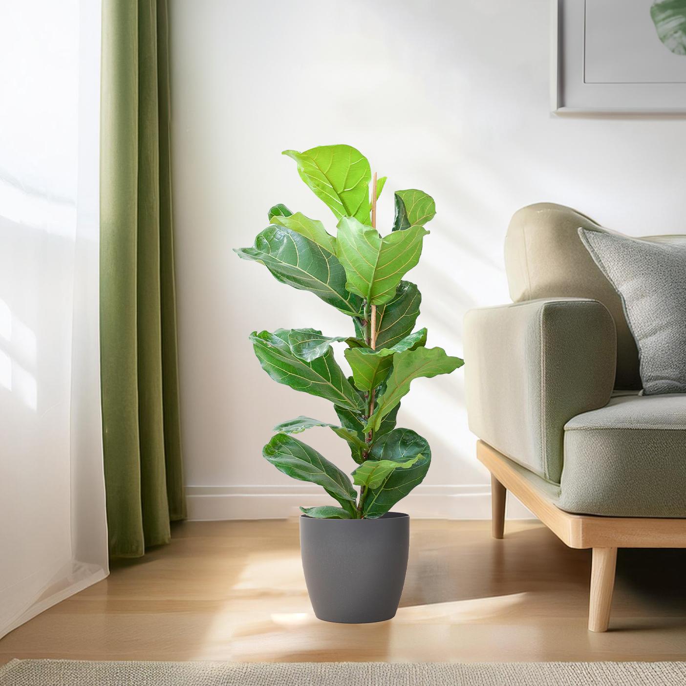 Ficus Lyrata mit Viber-Topf grau - 80cm - Ø21
