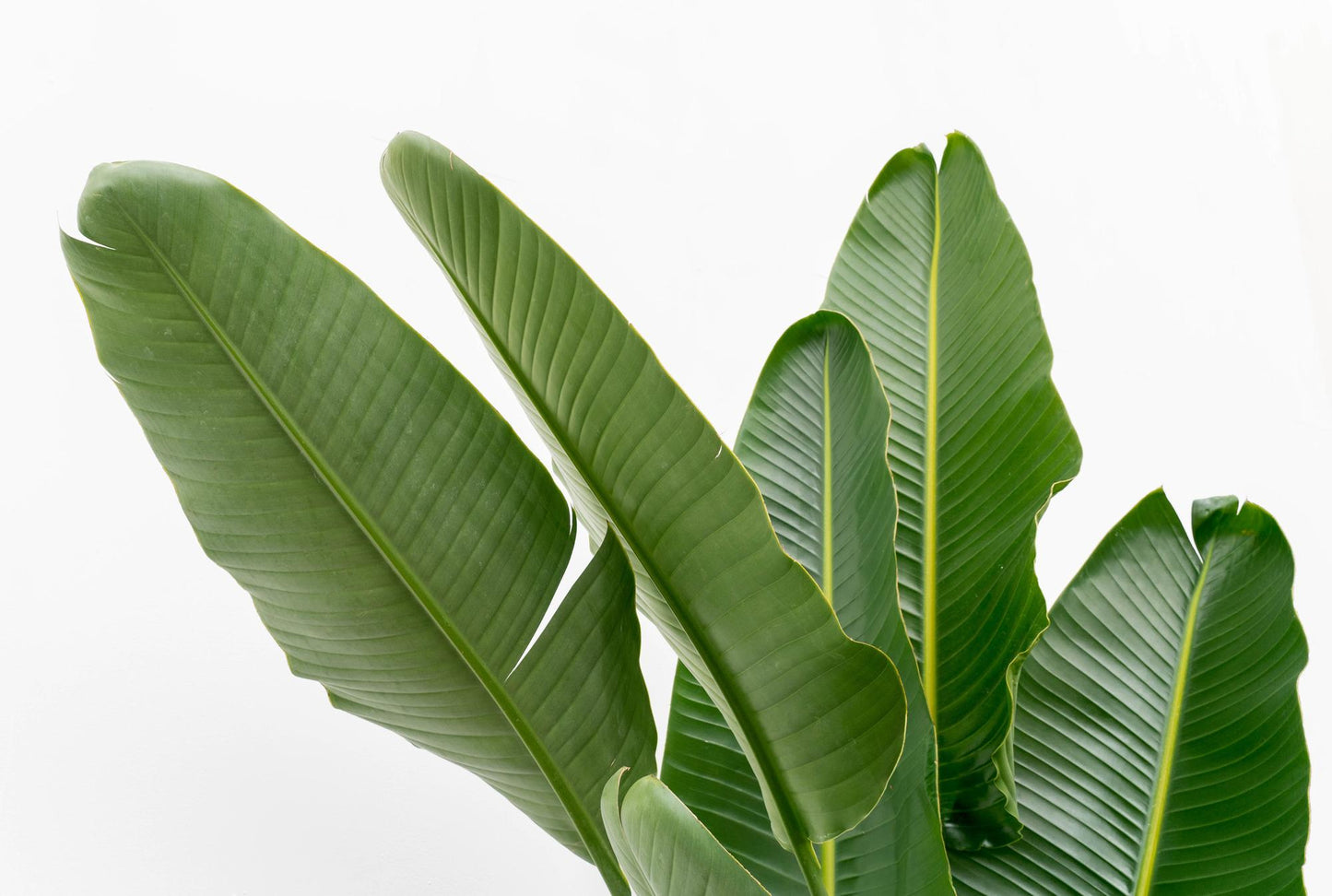 Strelitzia Augusta Mehrstamm XXL - 225 cm - ø40