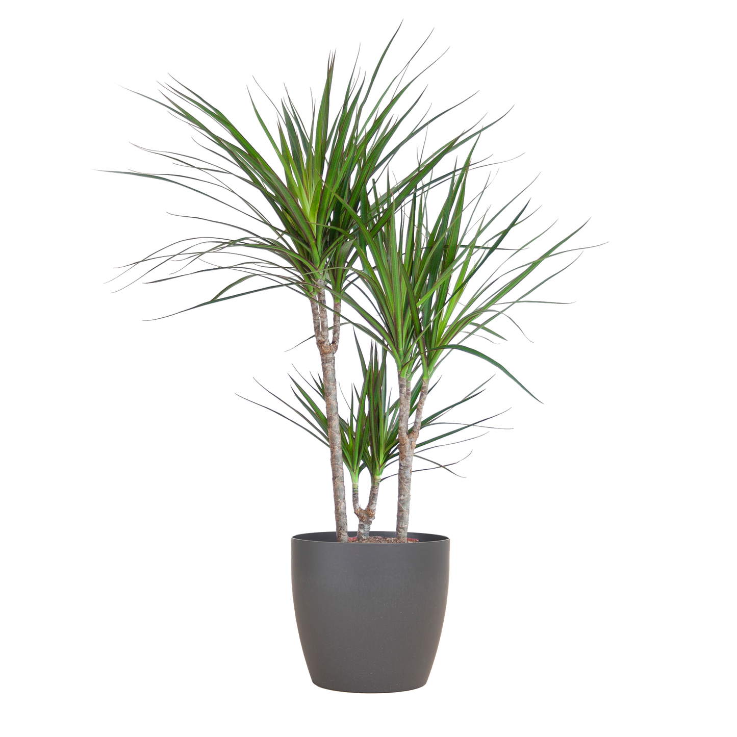 Dracaena Marginata mit Viber-Topf grau - 95cm - Ø21