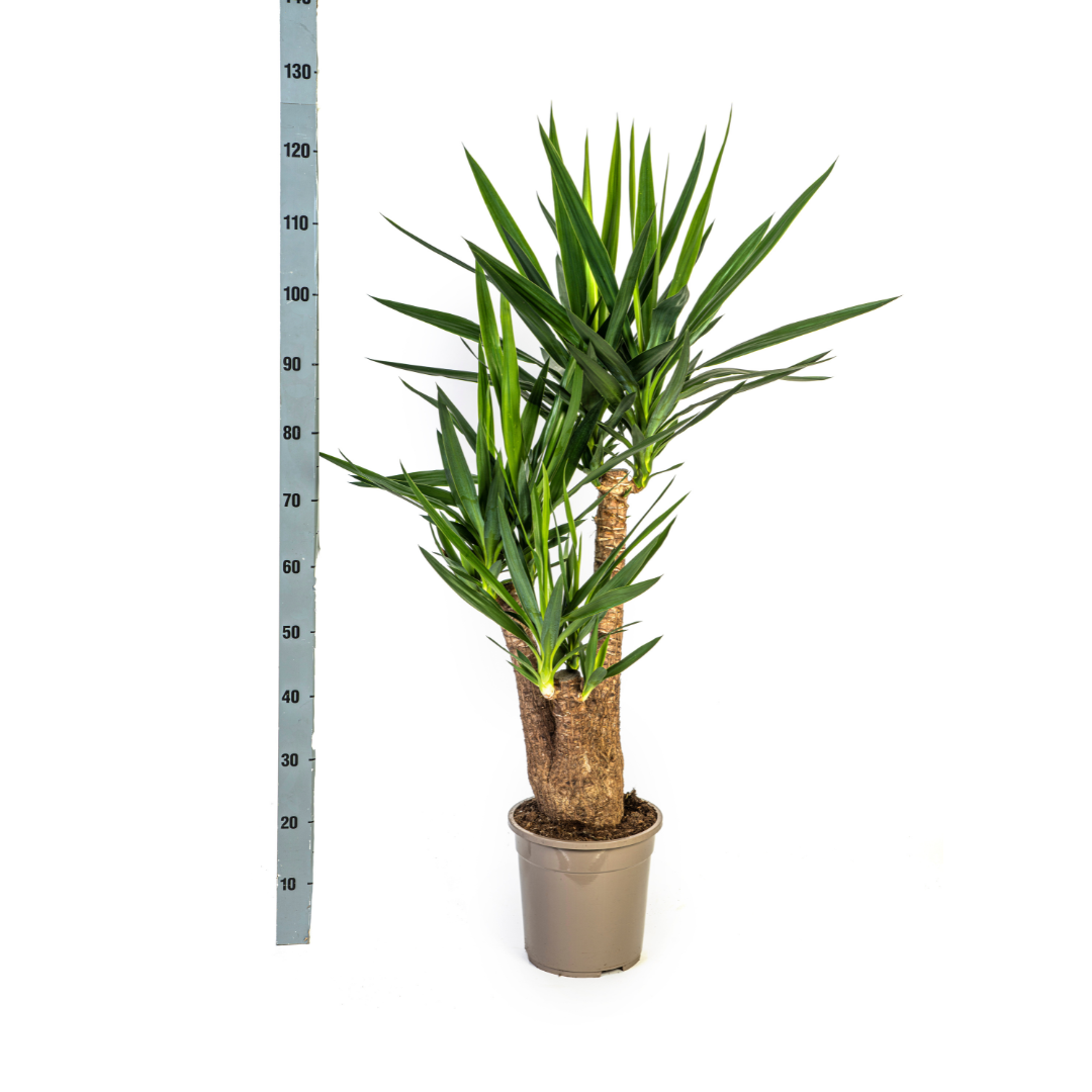 Yucca Elephantipes Vertakt met mand Ø24cm - ↕80-100cm