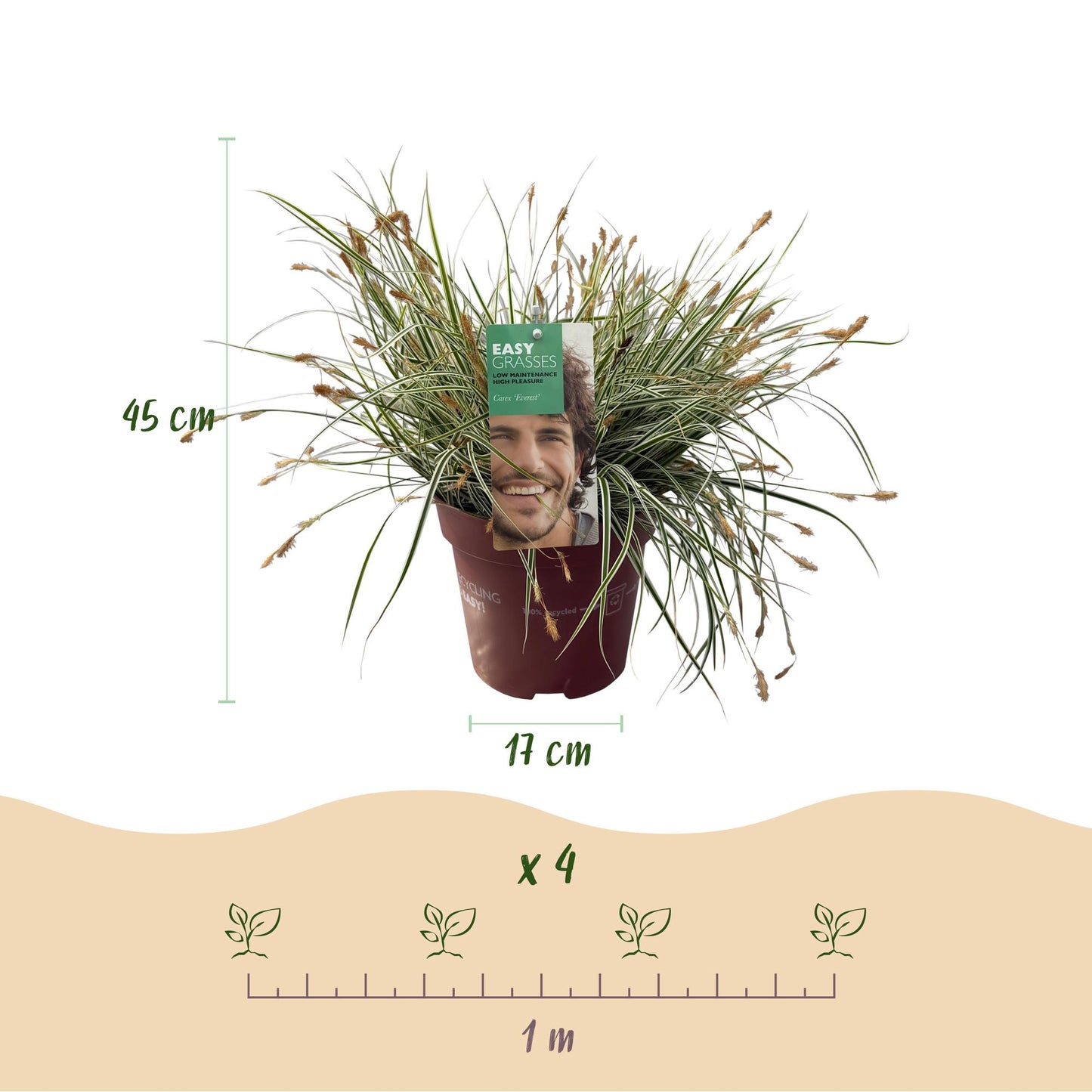 Green boutiQ – Ziergräser – Carex oshimensis Everest – Weiß und Grün – 4 Pflanzen – Immergrün – Pflegeleicht – Topf 17 cm, Höhe 50 cm