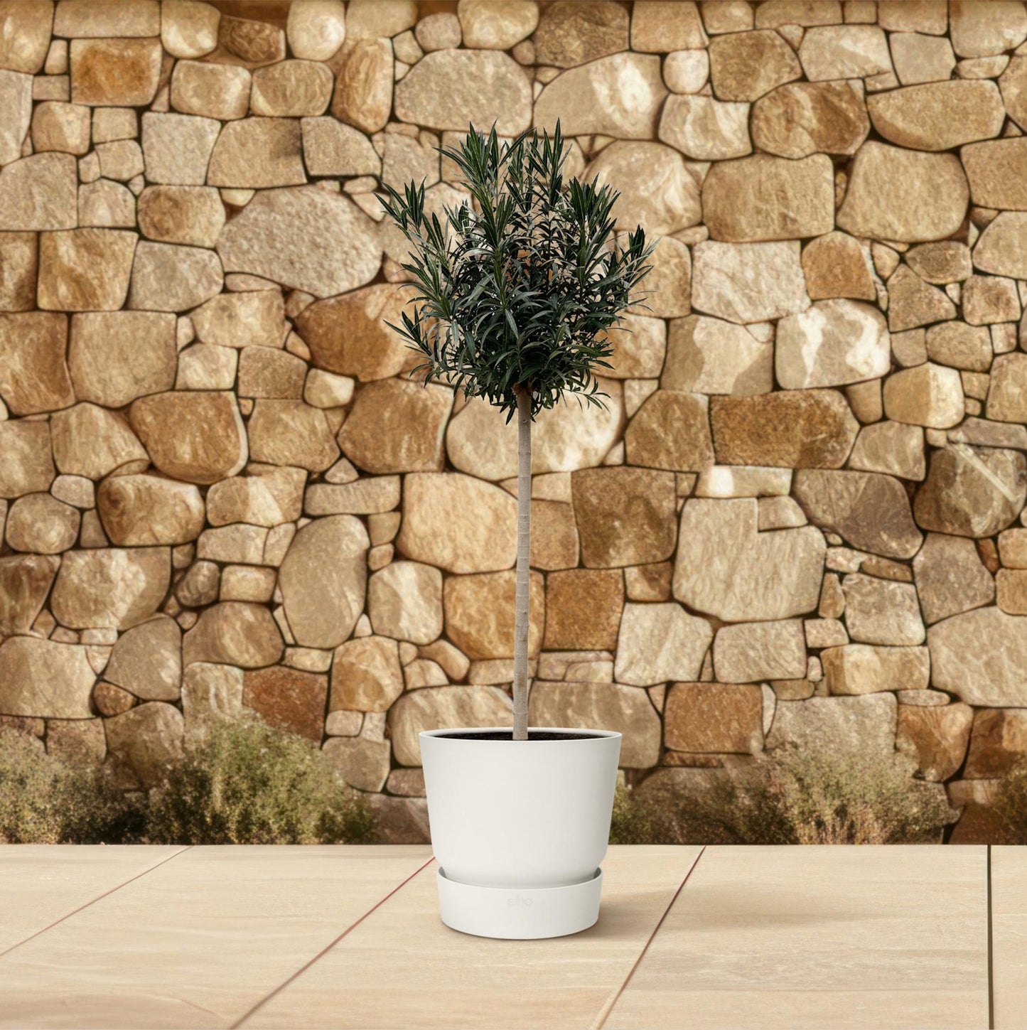 Nerium Oleander auf Stiel mit roter Blüte - 170cm - Ø40