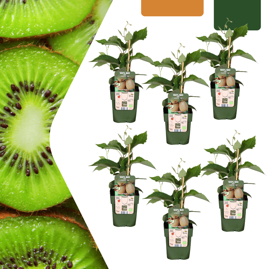 6 x Bio Kiwipflanzen - Ø 13 cm - ↨ 20 cm