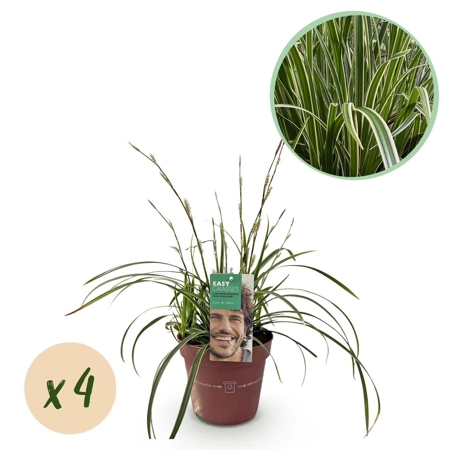 Green boutiQ – Ziergräser – Carex morrowii Ice Dance – Weiß & Grün – 4 Pflanzen – Immergrün – Geringer Pflegeaufwand – Topf 17 cm, Höhe 50 cm