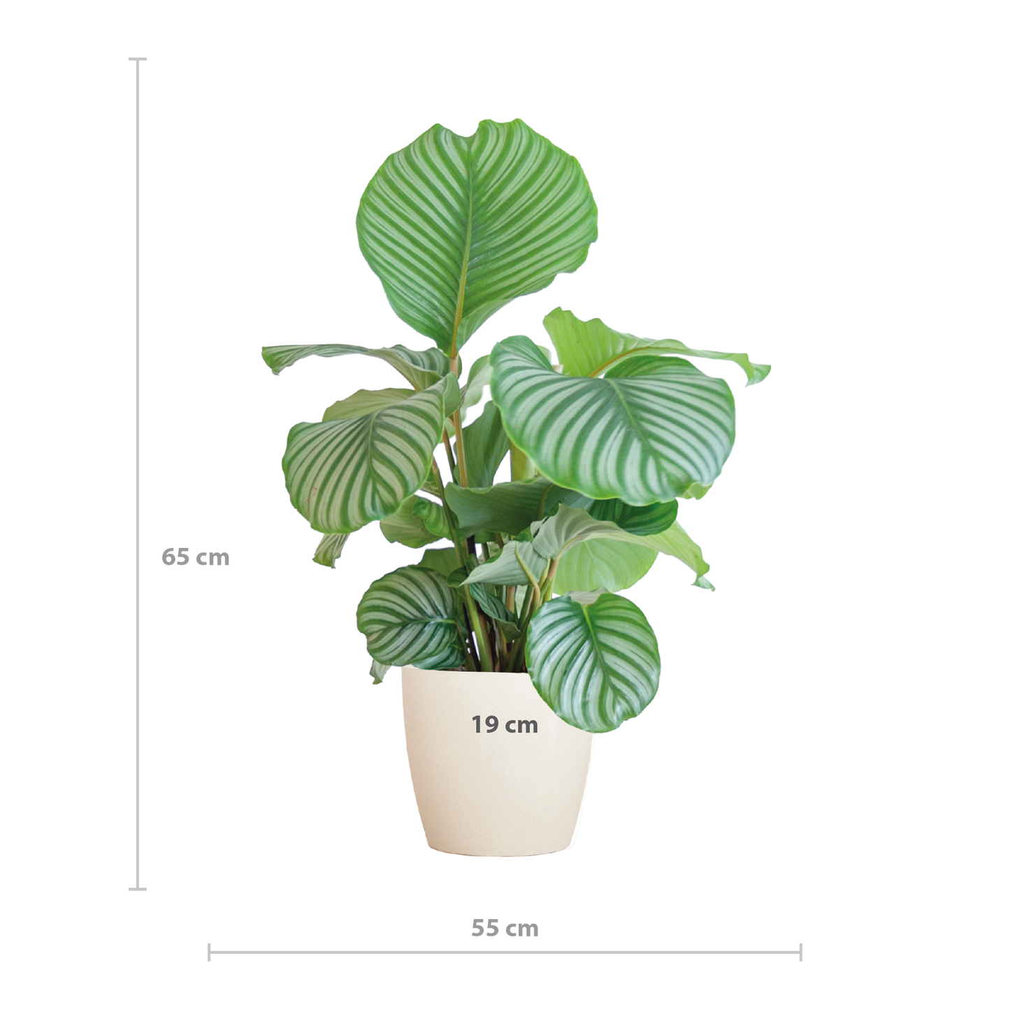 Calathea Orbifolia with Viber white - 65cm - Ø21