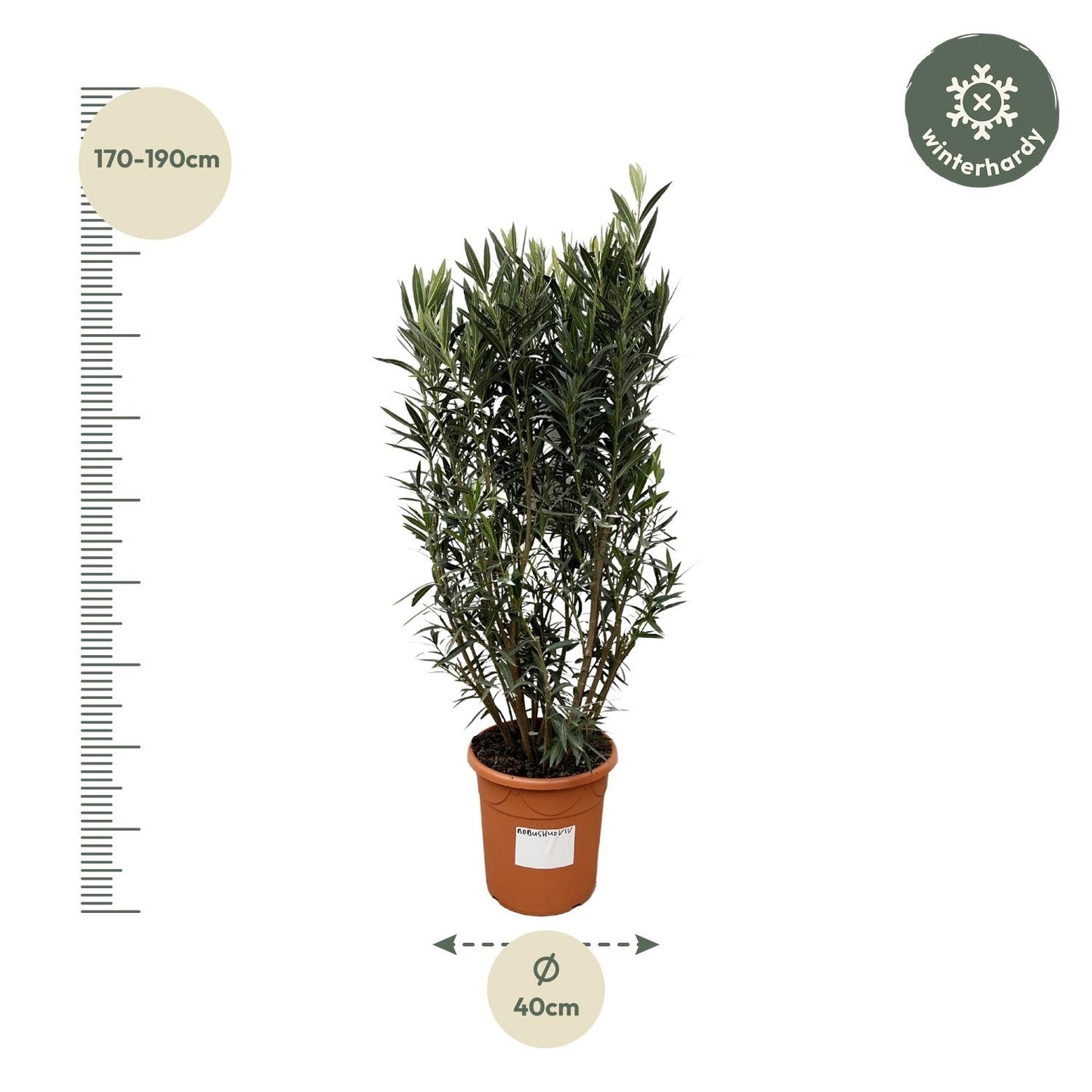 Nerium Oleander Strauch - 180cm - Ø40