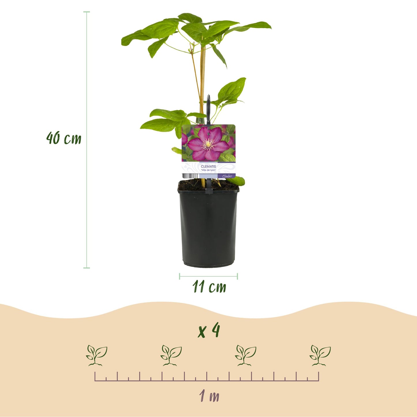 Green boutiQ – Kletterpflanze – Clematis Ville de Lyon – Blüte rosa – pflegeleicht – 2 Pflanzen – Topf 11 cm, Höhe 40 cm