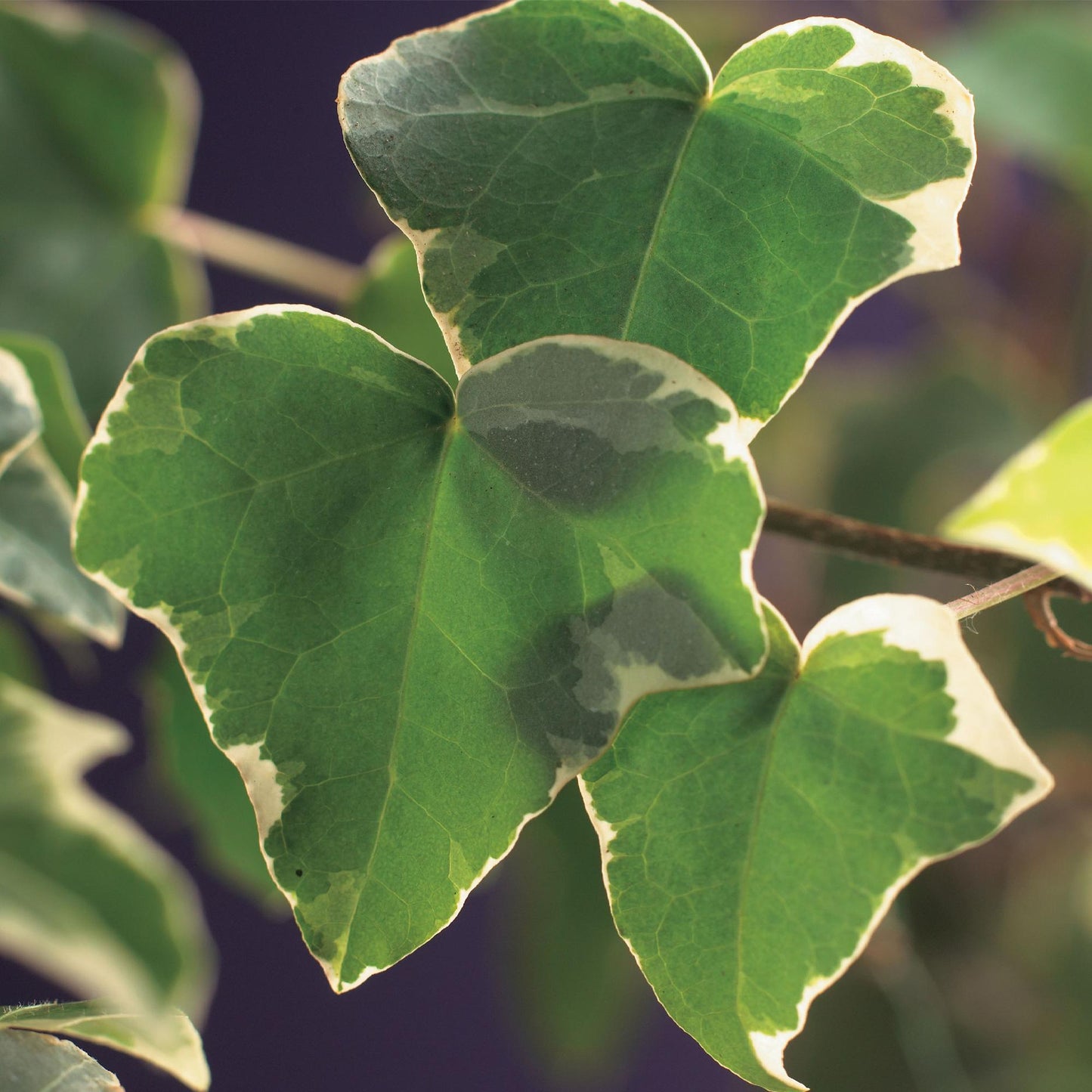Green boutiQ – Kletterpflanze – Hedera helix Glacier – Blatt bunt – Immergrün – 2 Pflanzen – Topf 11 cm, Höhe 40 cm