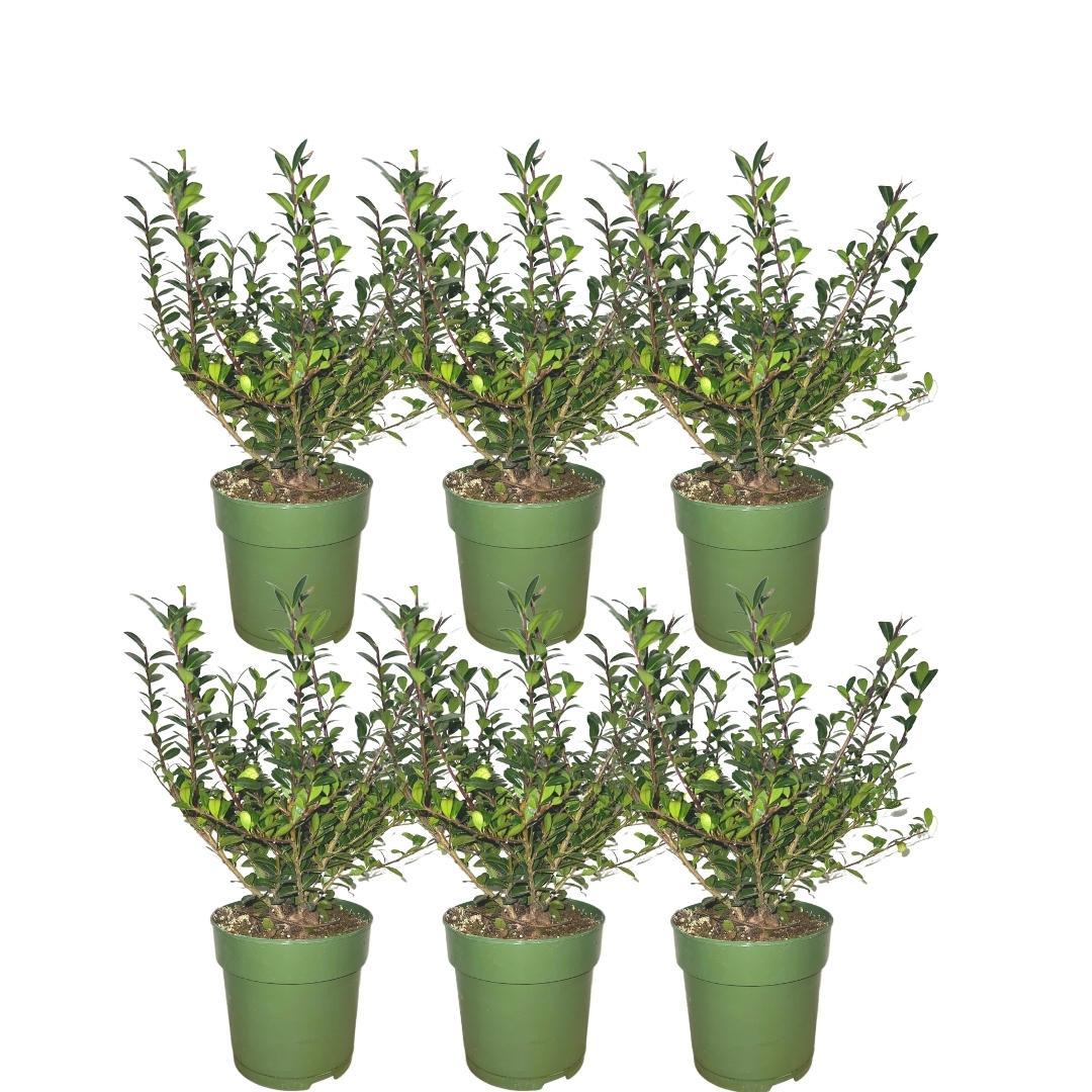 Pflanzen von Frank - 1 Meter Stechpalmenhecke - Ilex crenata 'Jenny'® - 6er Set winterharte Heckenpflanzen - Immergrüne Hecke - Frisch aus der Gärtnerei geliefert
