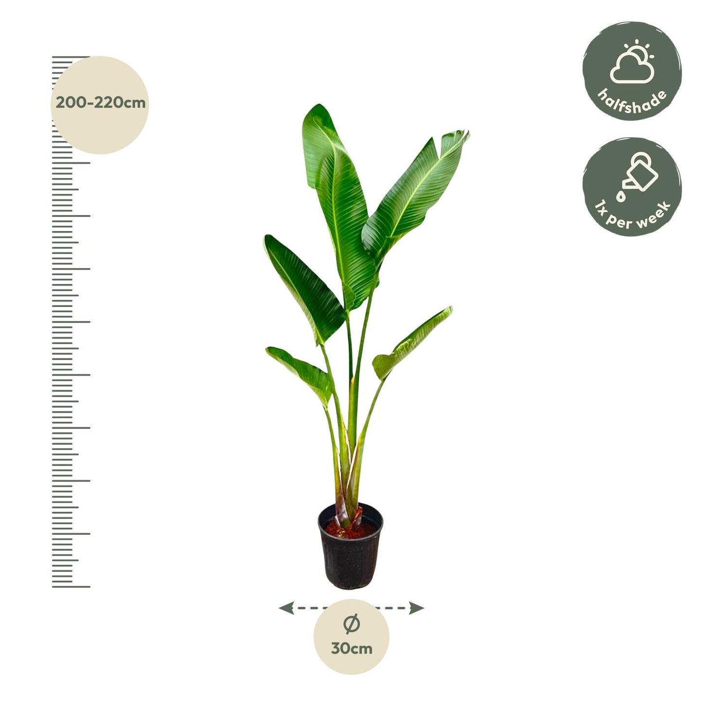 Strelitzia Augusta – 220 cm – ⌀30