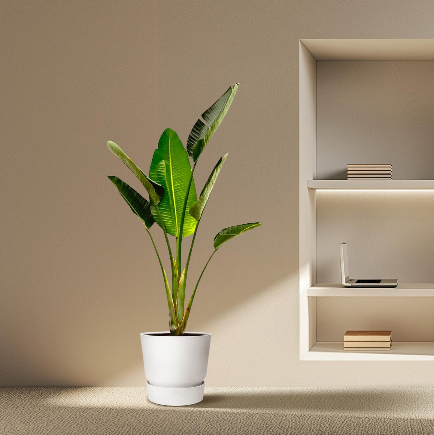 Strelitzia Augusta – 180 cm – ⌀30