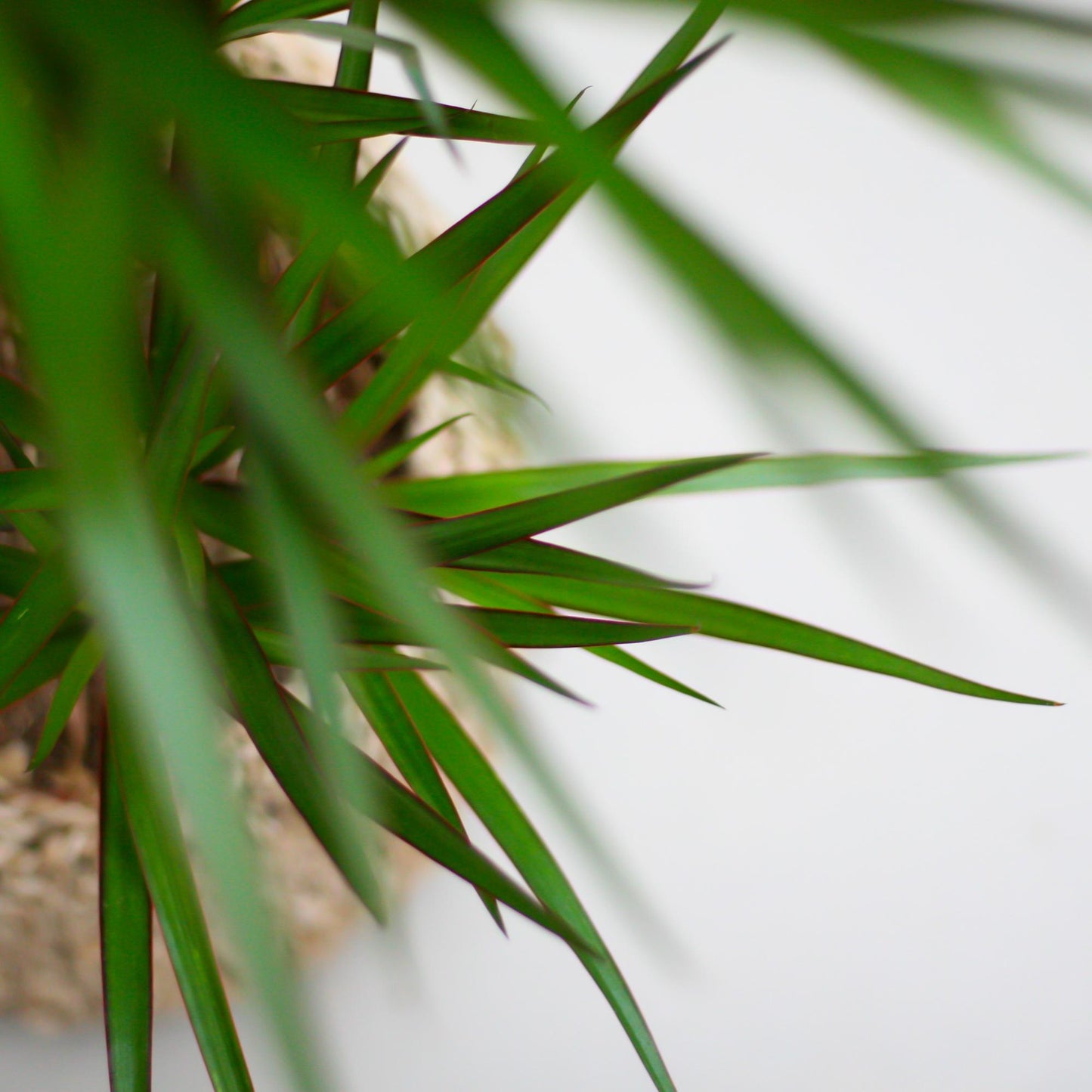 Dracaena Marginata mit Viber-Topf grau - 95cm - Ø21