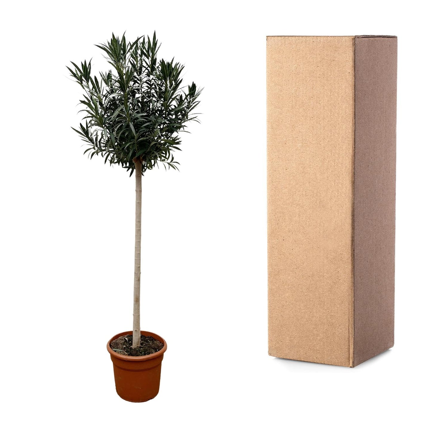 Nerium Oleander auf Stiel mit roter Blüte - 170cm - Ø40