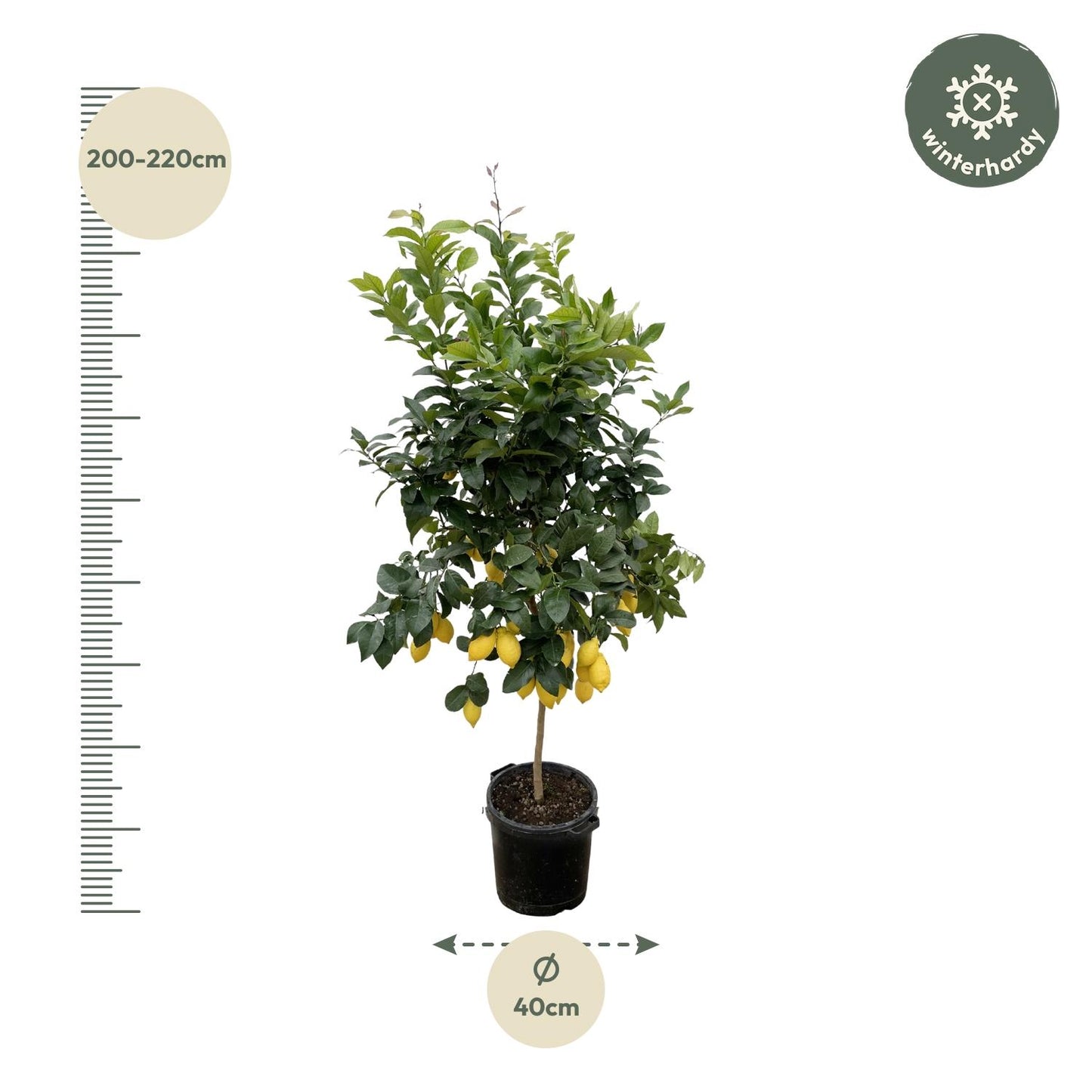 Zitrus Zitrone - 200cm - ø40