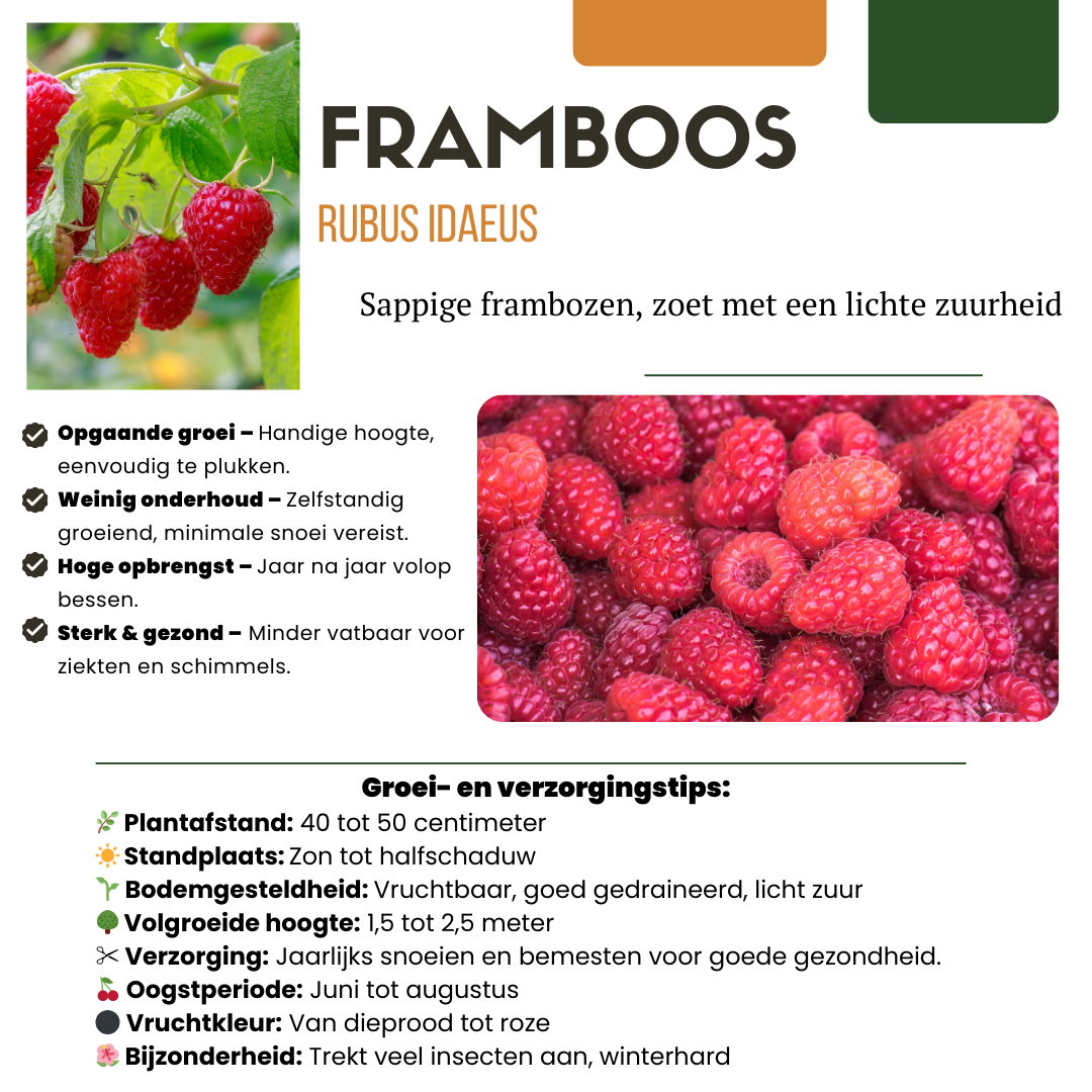 „Sommerfrüchte“ BIO Obstpflanzen-Mix-Set aus 4 verschiedenen Sorten