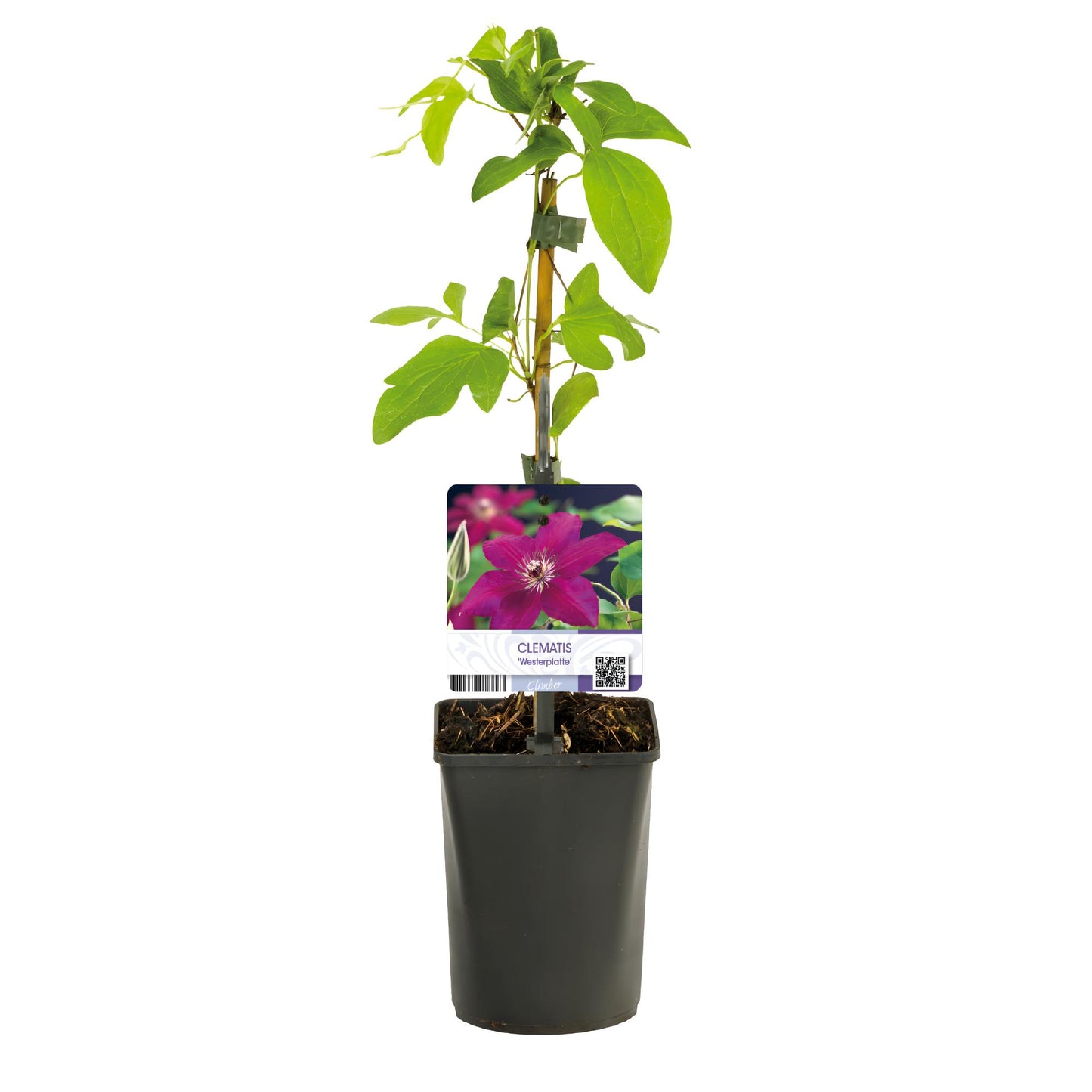 Green boutiQ – Kletterpflanze – Clematis Westerplatte – Rote Blüte – Pflegeleicht – 2 Pflanzen – Topf 11 cm, Höhe 40 cm