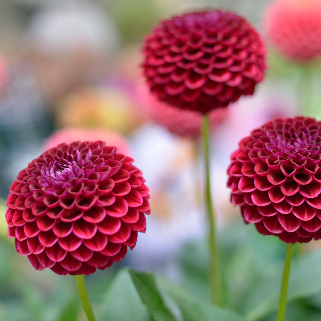 Flowerbulbs Amsterdam - Mix Gerard's darlings, Dahlia Natal & Dahlia Blue Bell, 2 stuks