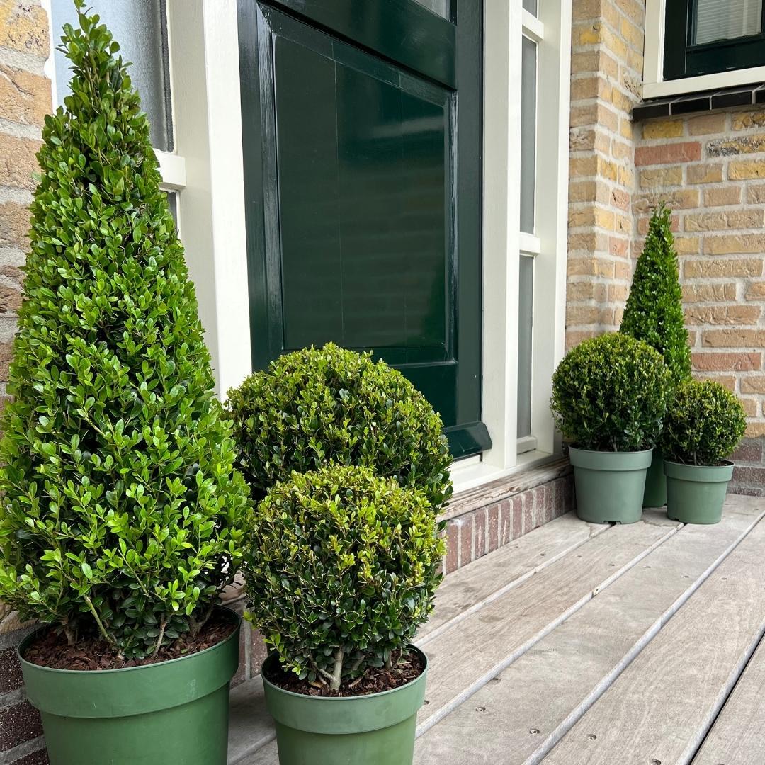 1x Ilex-Pyramide 55 cm hoch | Ø 21 cm