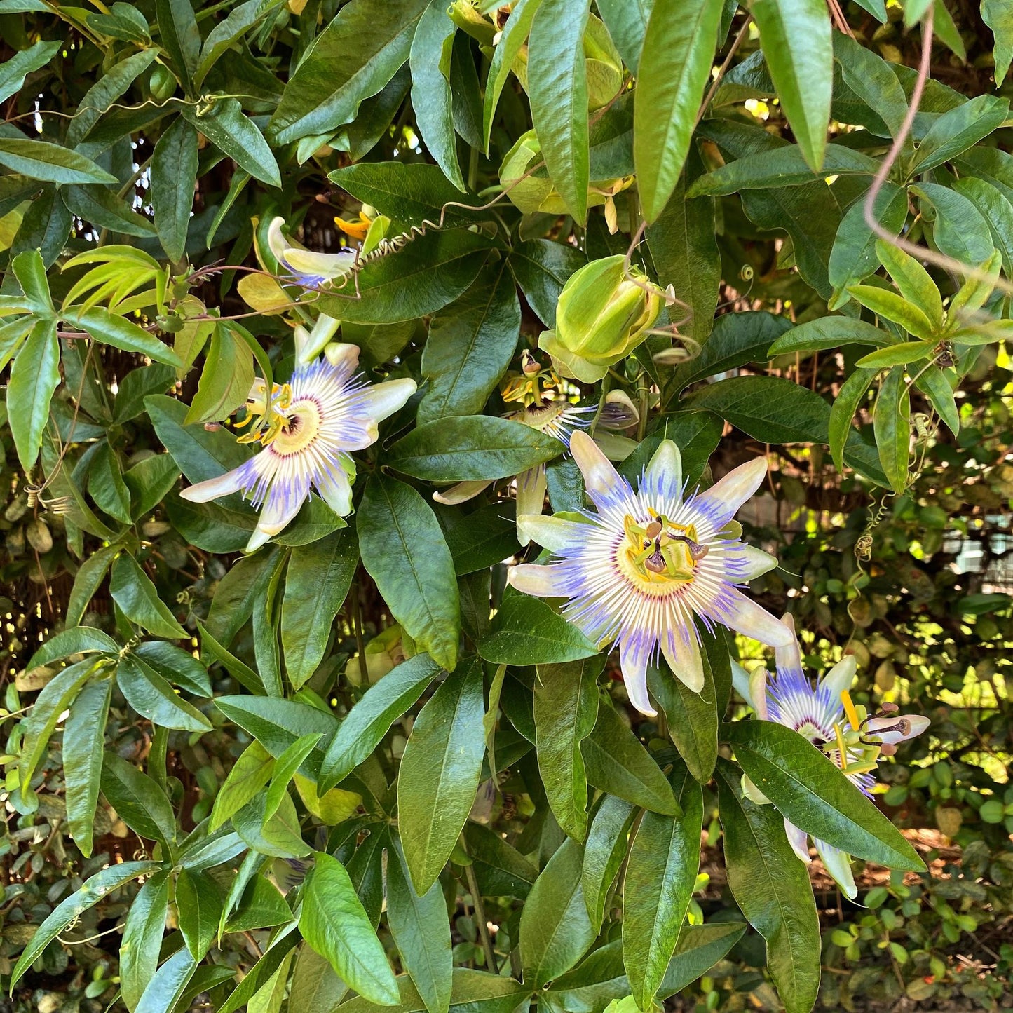 Green boutiQ – Passionsblume – Passiflora caerulea – Blüte blau mit grün-weiß – pflegeleicht – 2 Pflanzen – Topf 11 cm, Höhe 40 cm