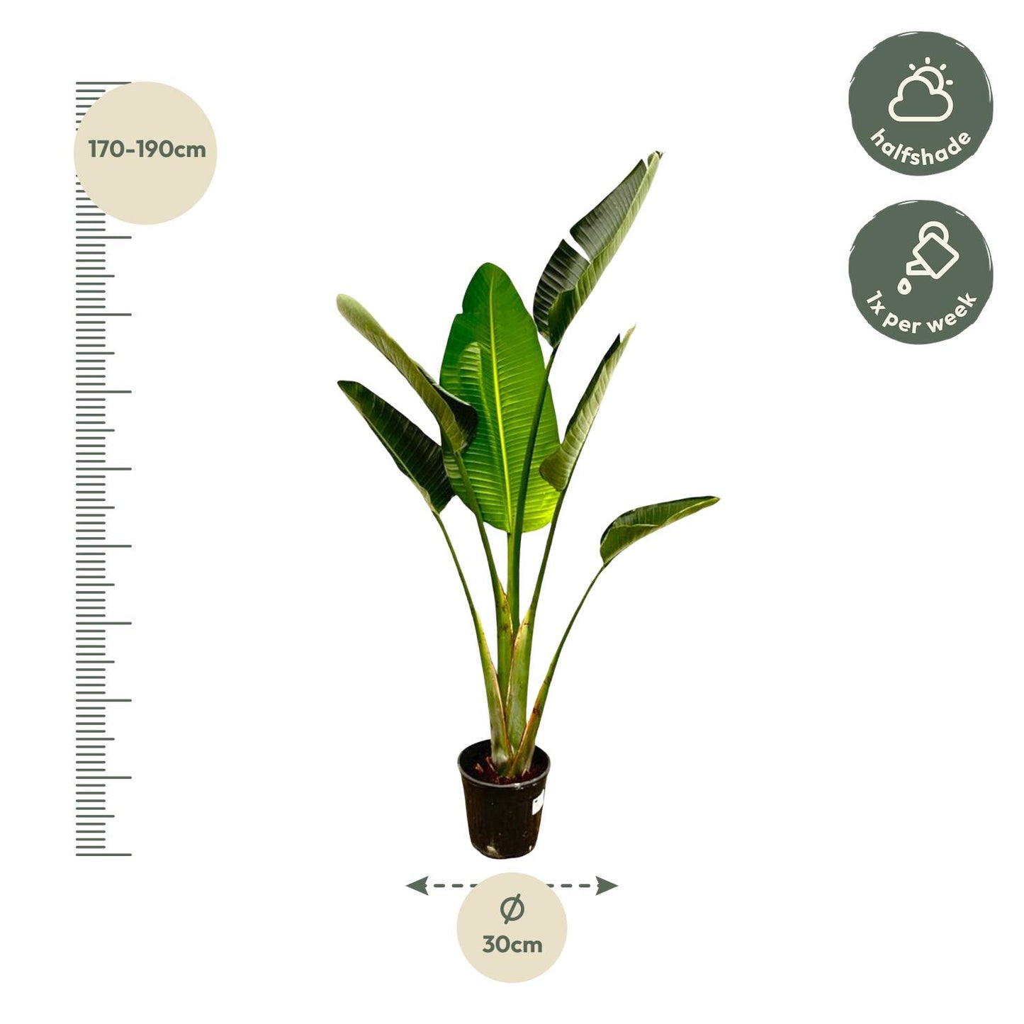 Strelitzia Augusta – 180 cm – ⌀30