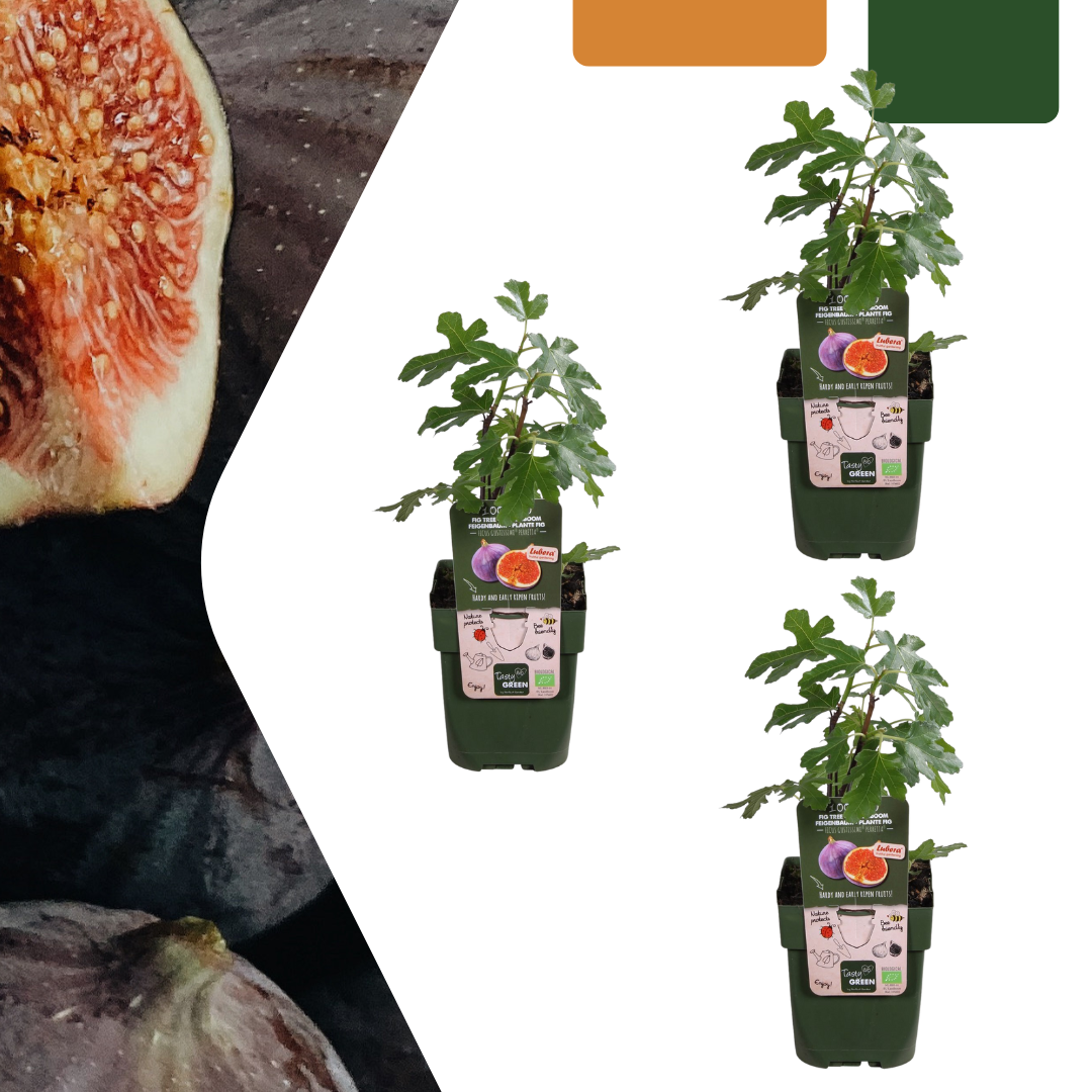 3 x Bio-Feigenbäume - Ø 13 cm - ↨ 20 cm