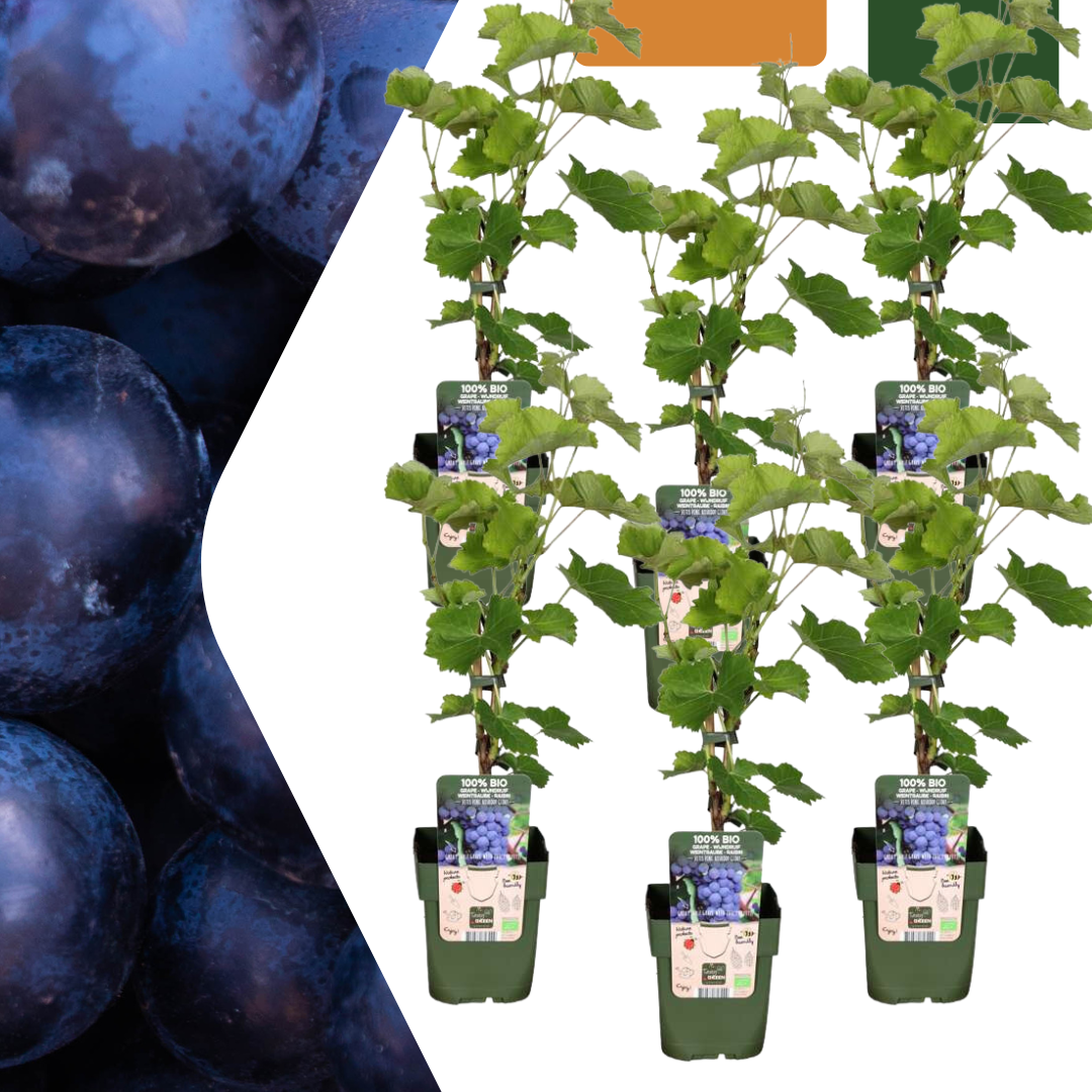 6 x Bio-Weinpflanzen - Ø 13 cm - ↨ 20 cm