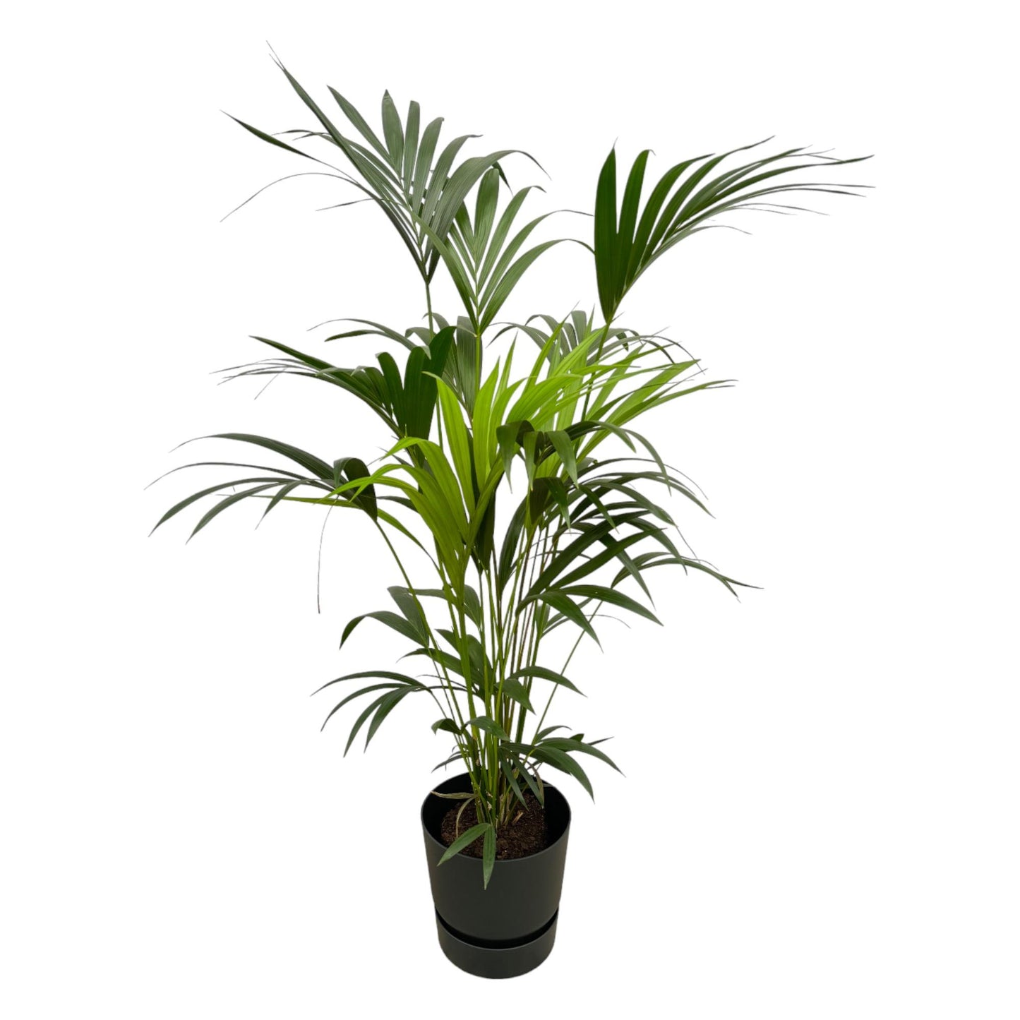 Kentiapalme inkl. Elho Greenville Rund schwarz - 160cm - Ø30