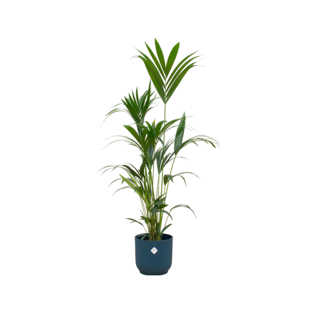 Kentia-Palme inklusive elho Vibes Fold Round blau - 160cm - Ø30