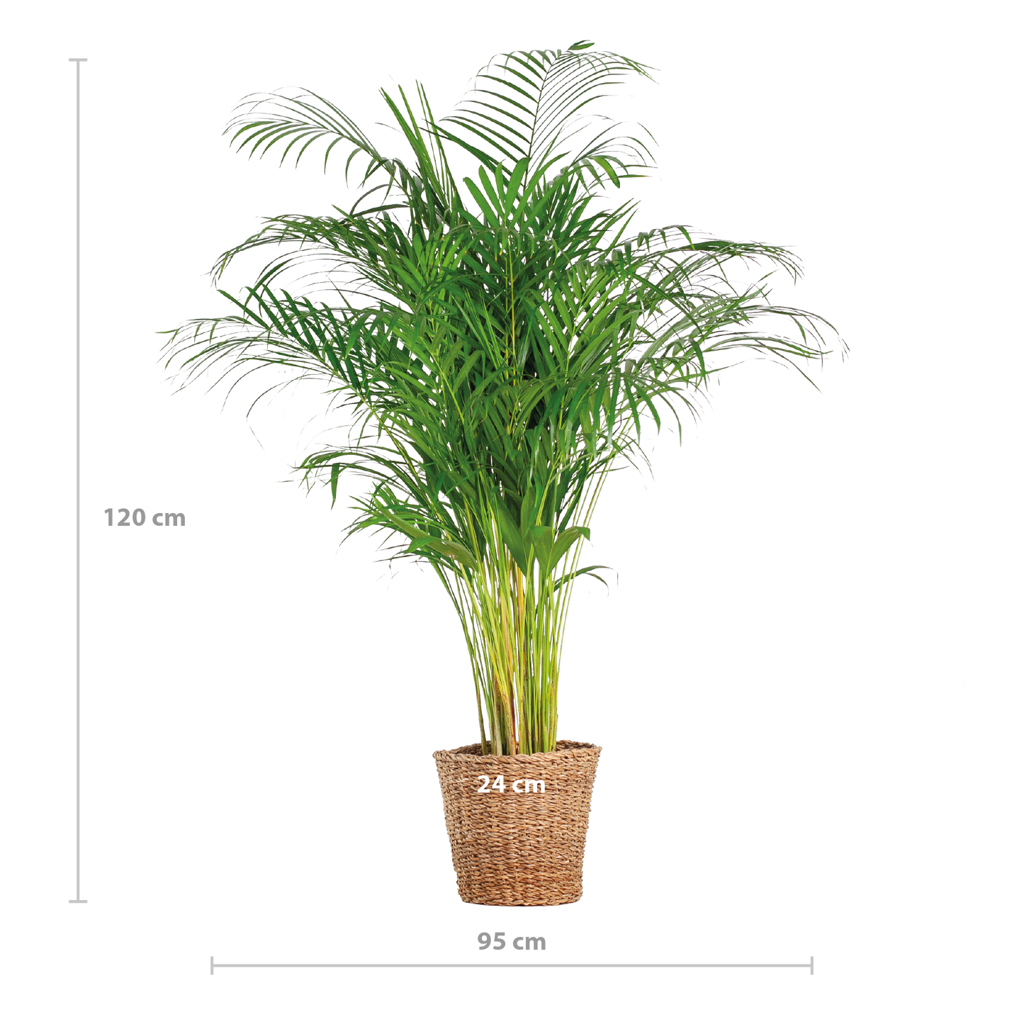 Areca-Palme (Dypsis) XL mit Korb Torun - 120 cm - Ø24