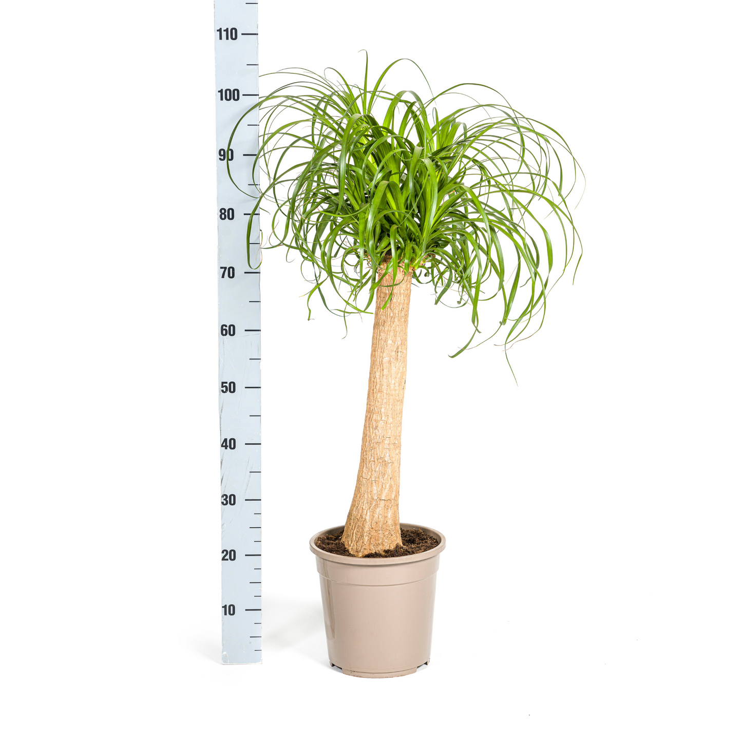 Beaucarnea Recurvata Stamm Ø24cm - ↕80 - 100cm