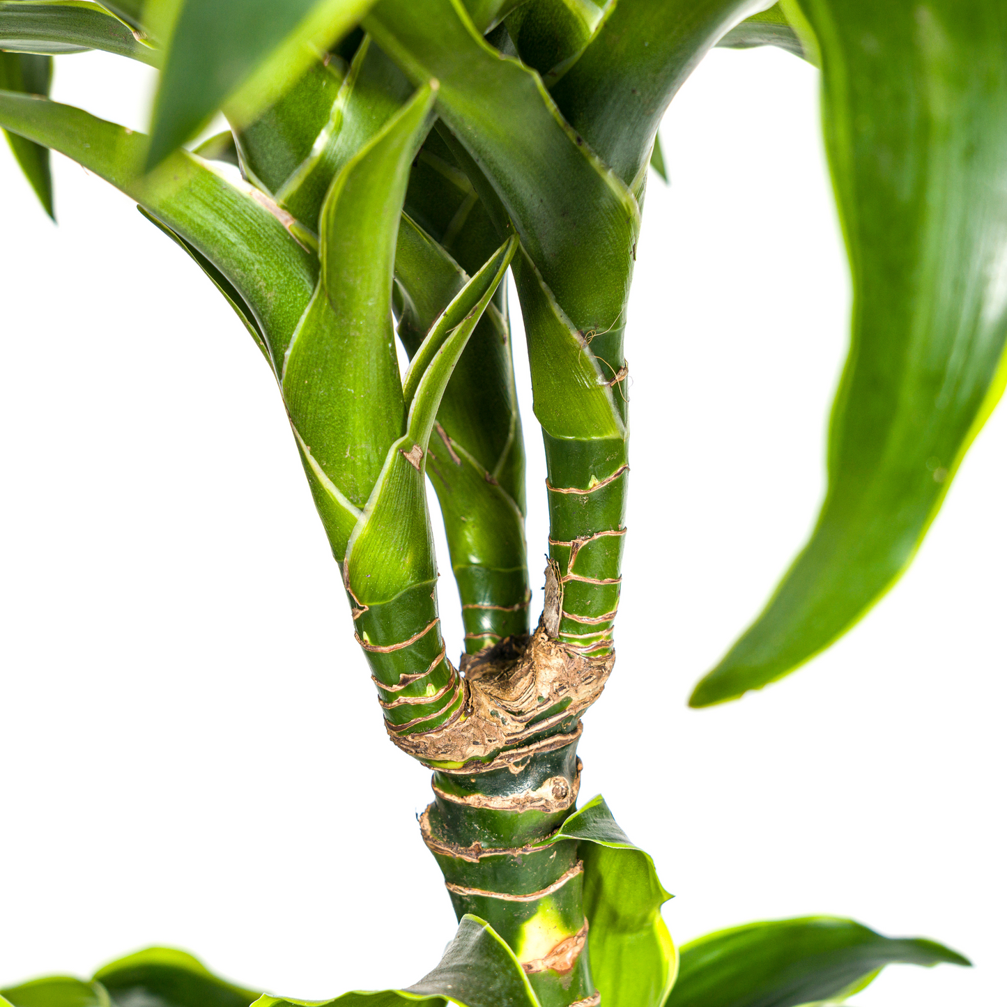 Dracaena Deremensis Dorado met mand Ø24cm - ↕120 - 140cm