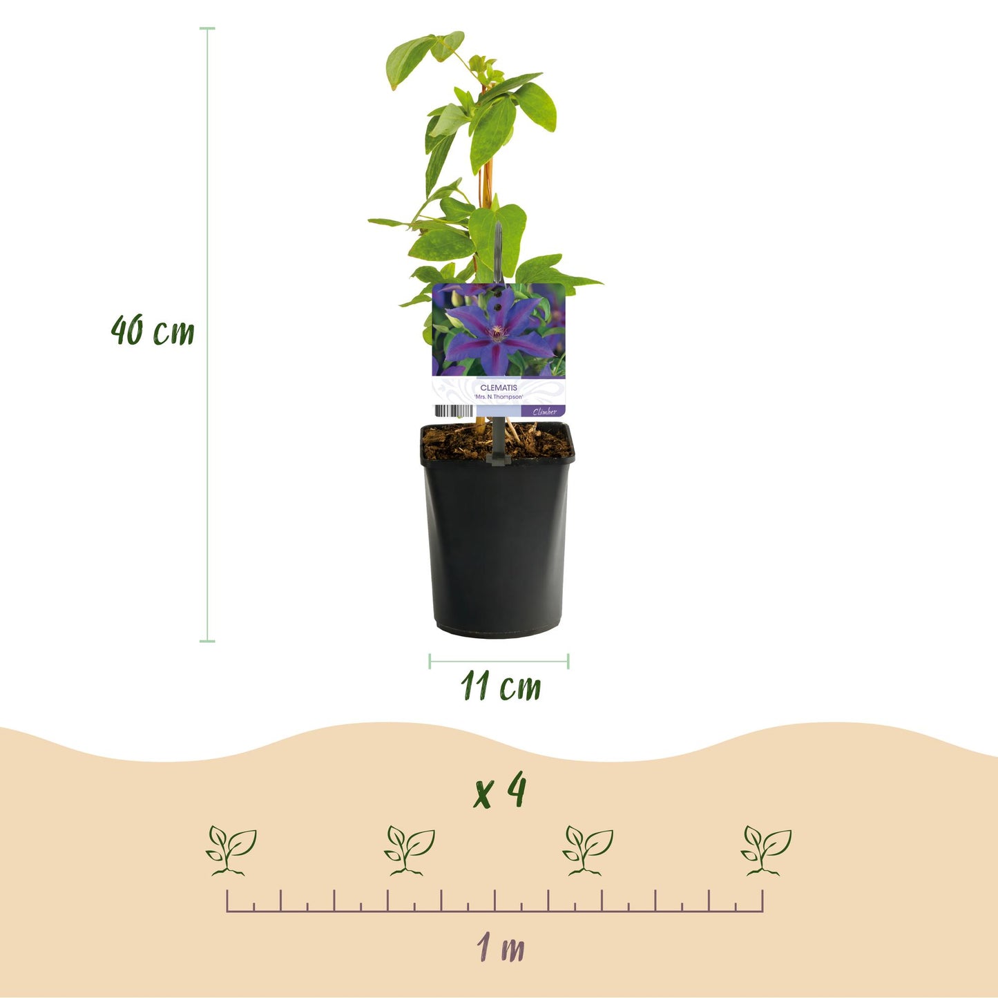 Green boutiQ – Kletterpflanze – Clematis Mrs. N. Thompson – Blüte rosa – pflegeleicht – 2 Pflanzen – Topf 11 cm, Höhe 40 cm