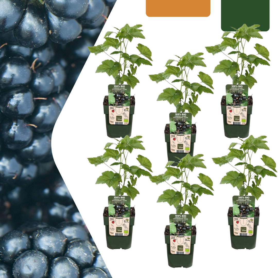 6 x Bio Brombeerpflanzen - Ø 13 cm - ↨ 20 cm