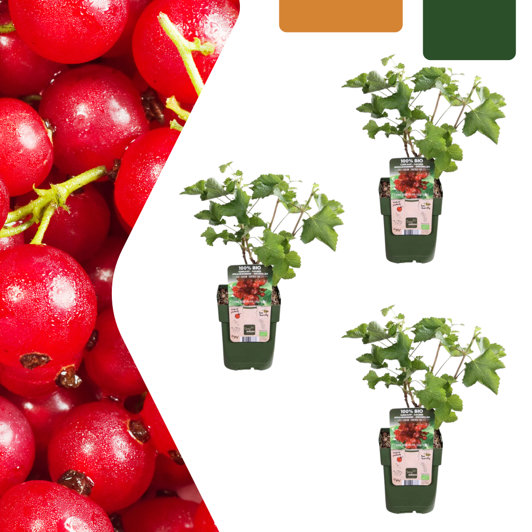 3 x Bio Stachelbeerpflanzen - Ø 13 cm - ↨ 20 cm