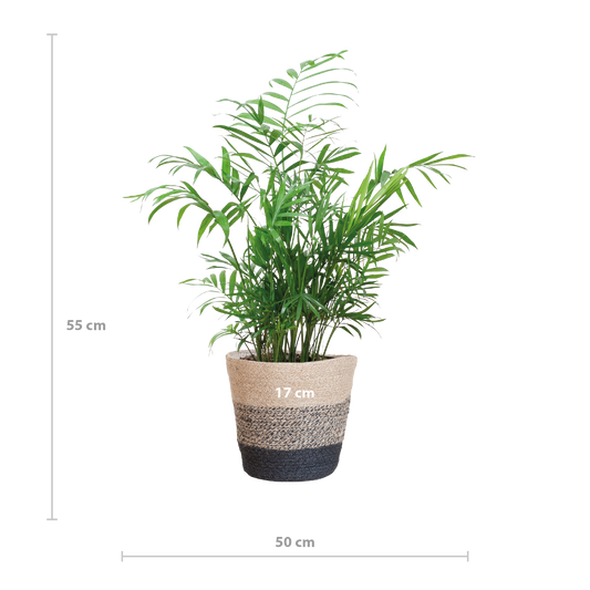 Chamadorea Elegans met Mand Lissabon zwart - 55cm - Ø17