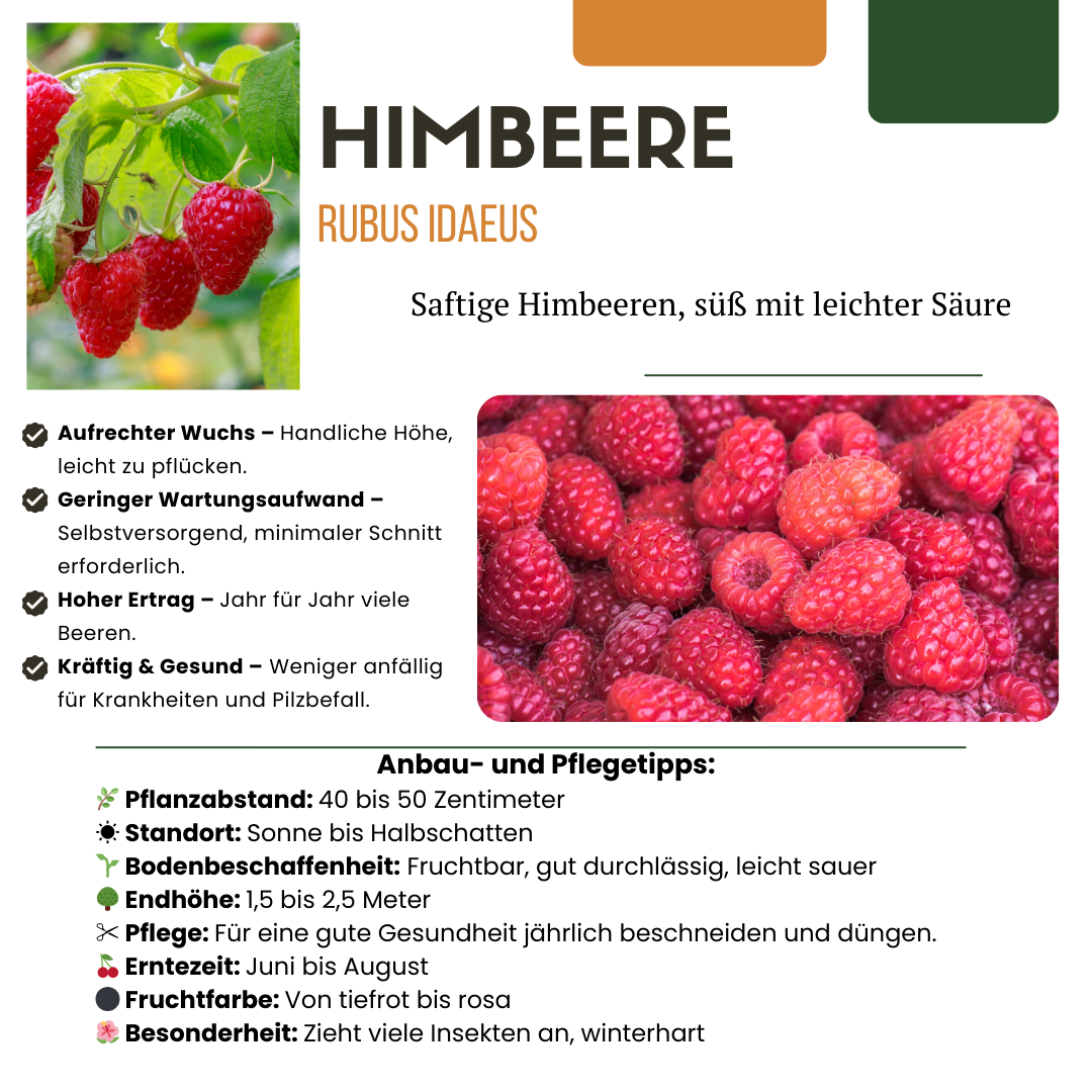 3 x Bio Himbeerpflanzen - Ø 13 cm - ↨ 20 cm
